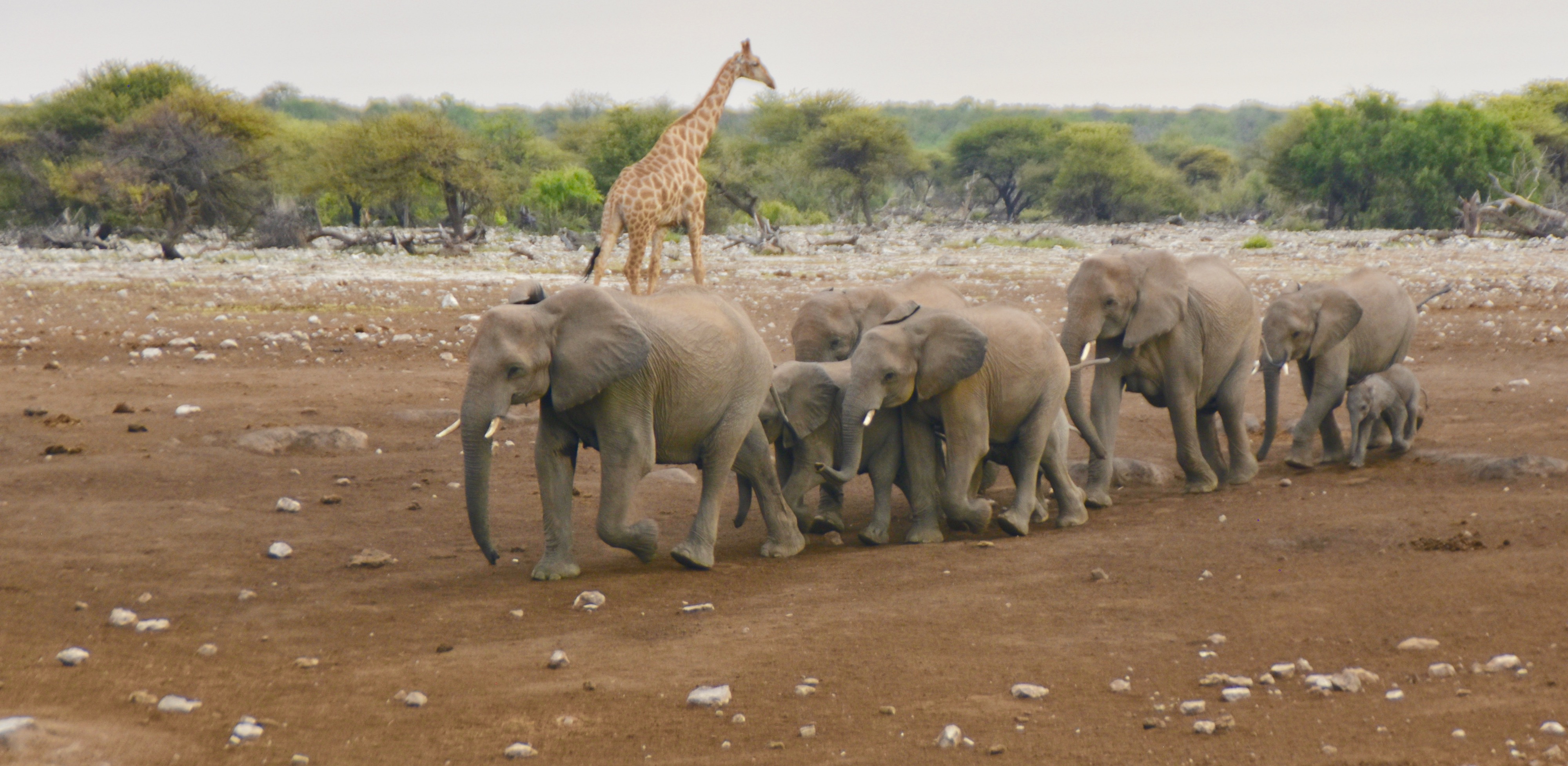 Exploring Namibia Elephants