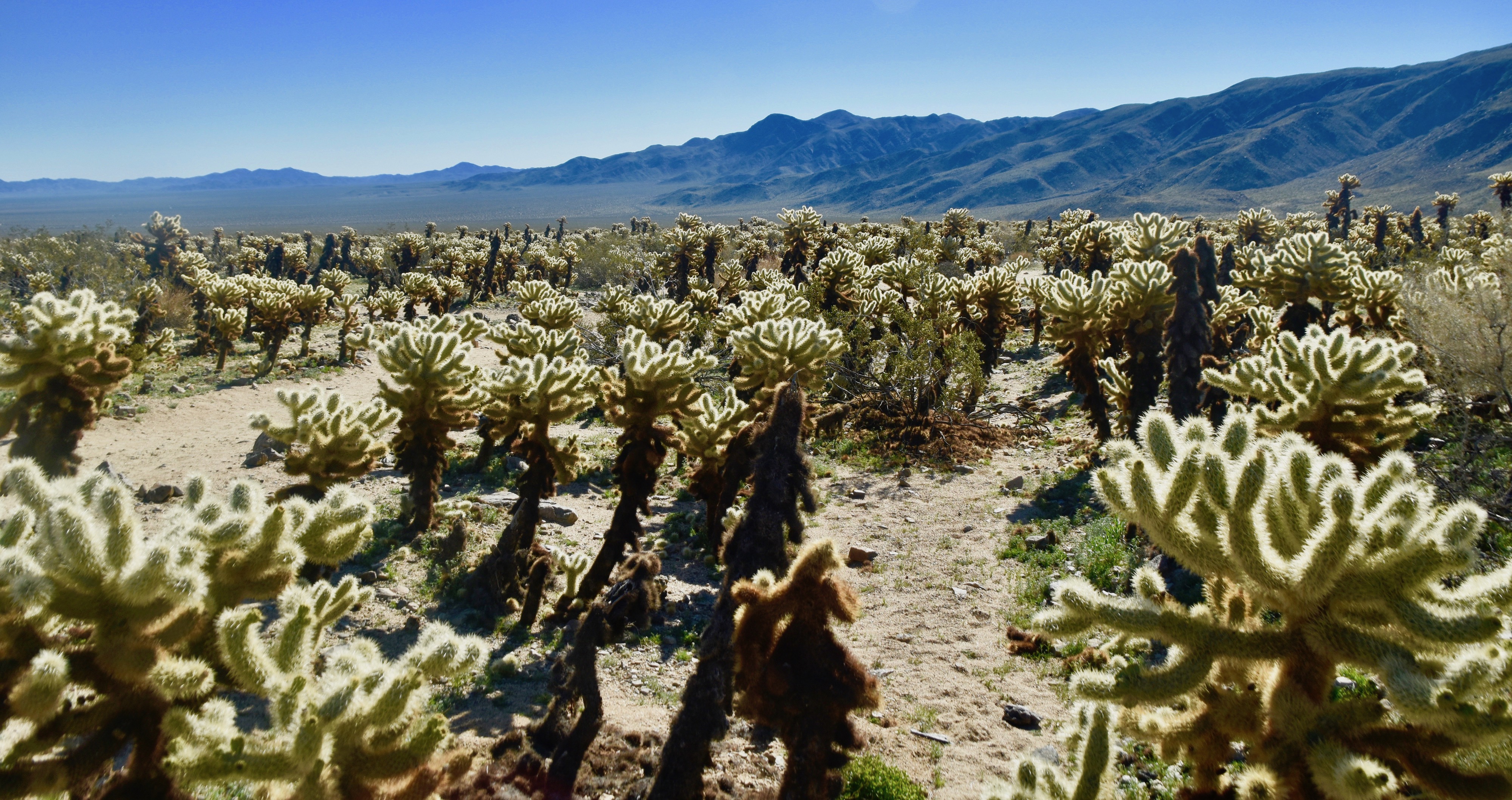 Cholla Cactus Garden, Joshua Tree N.P.