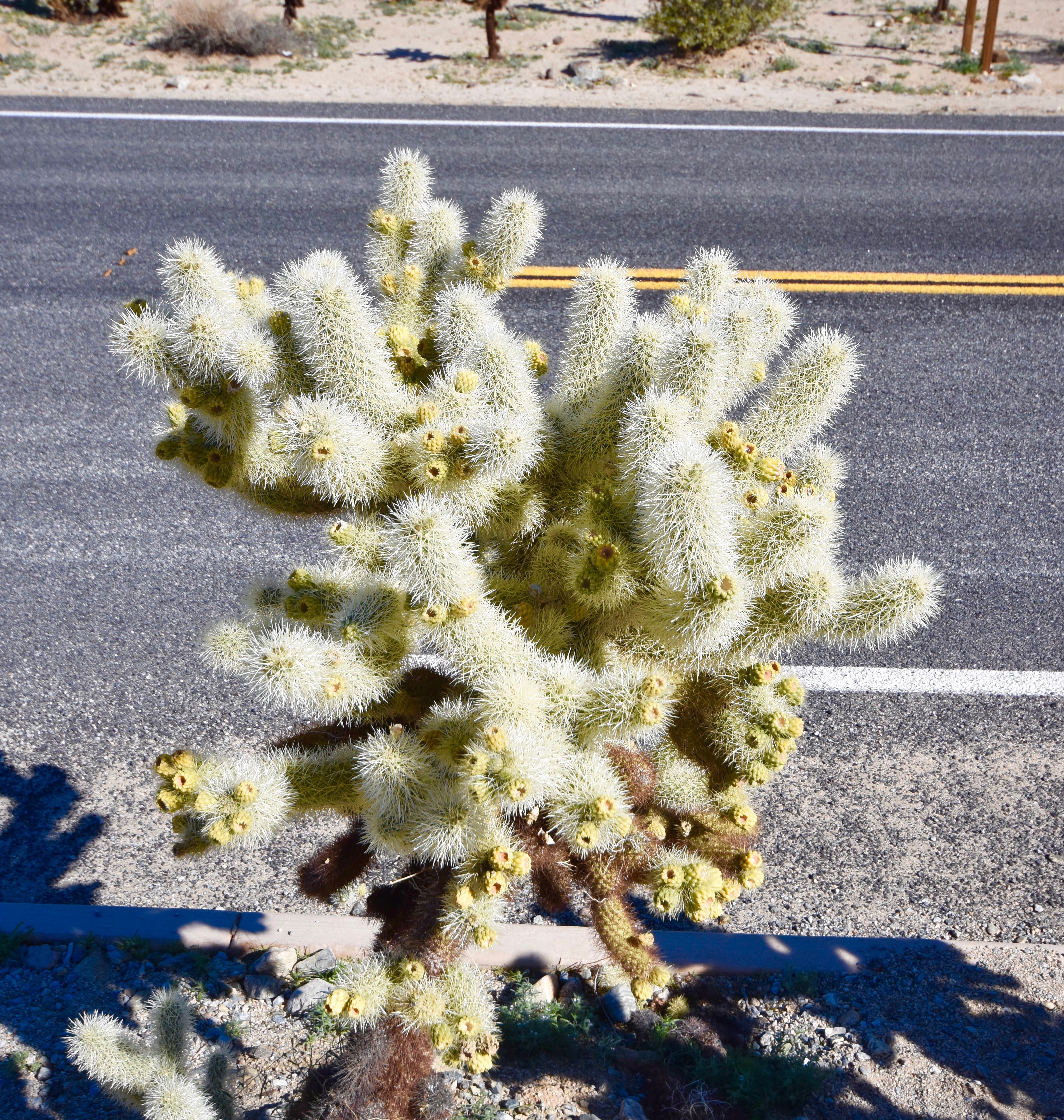 Teddy Bear Cholla, Joshua Tree N.P.