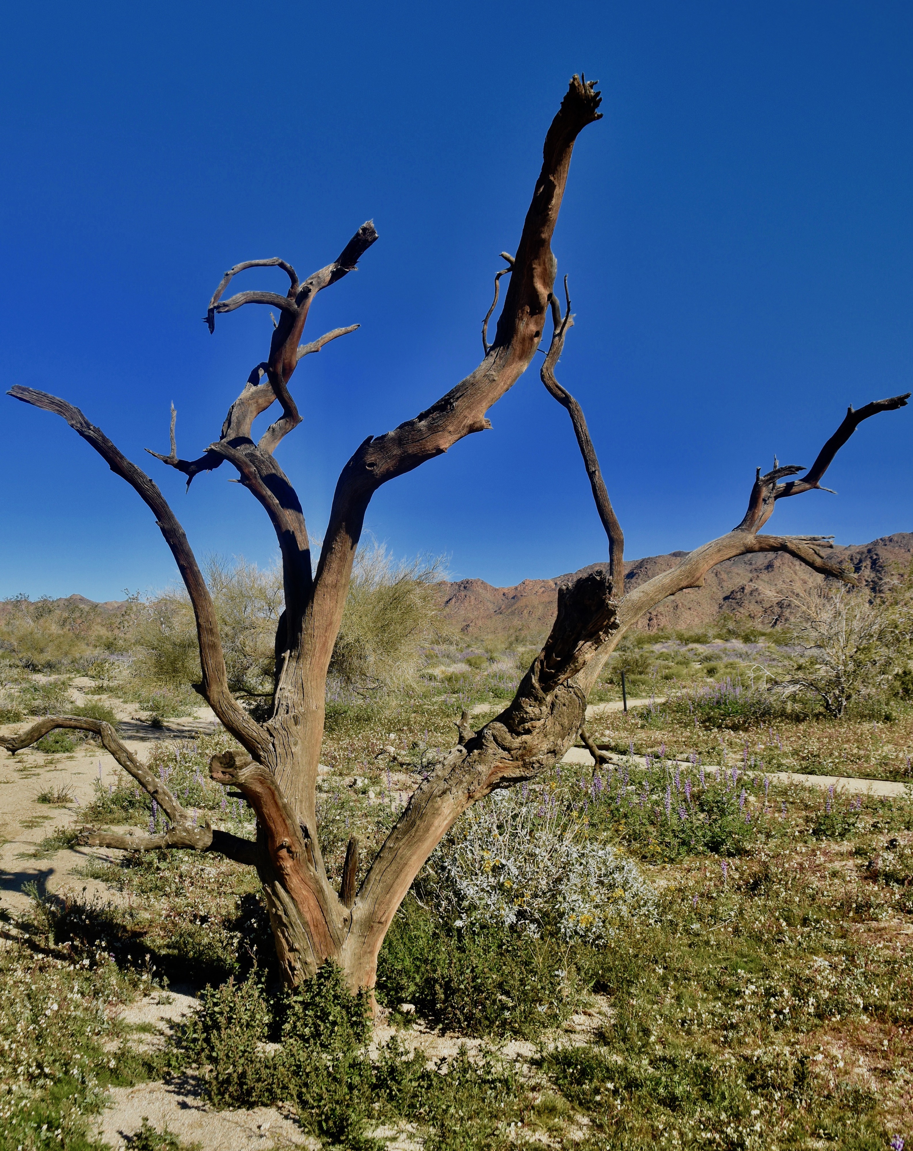 Dead Oak, Joshua Tree N.P.