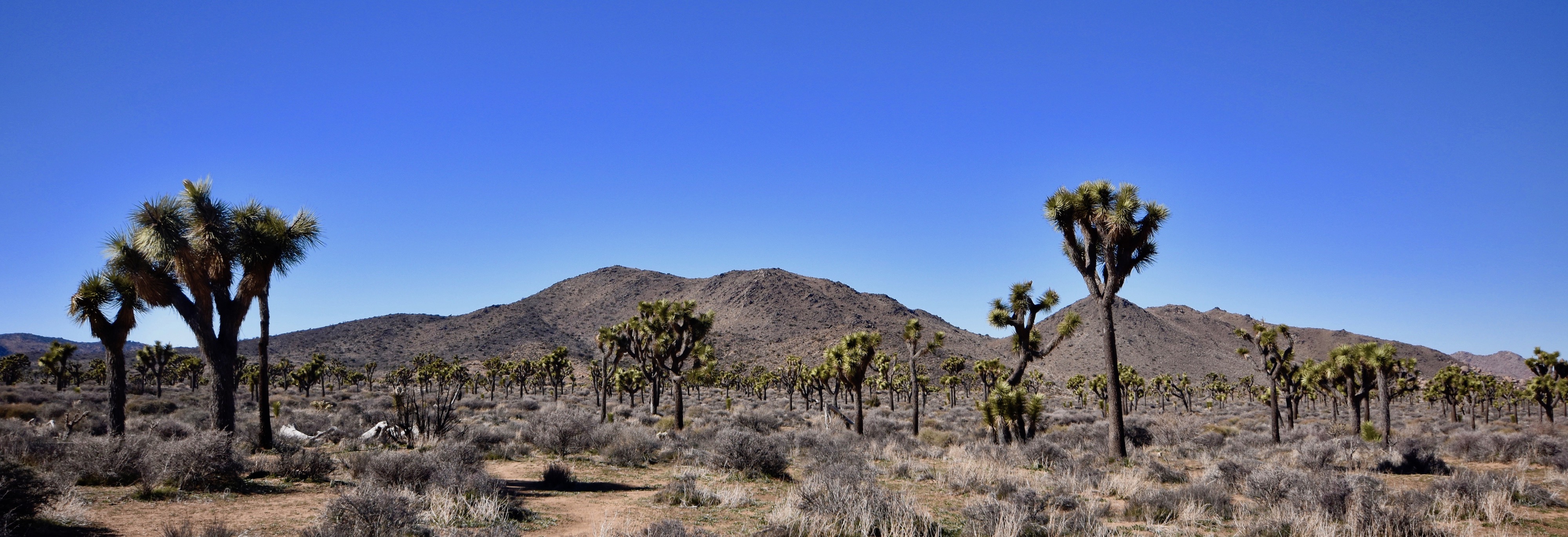 Joshua Tree Forest 