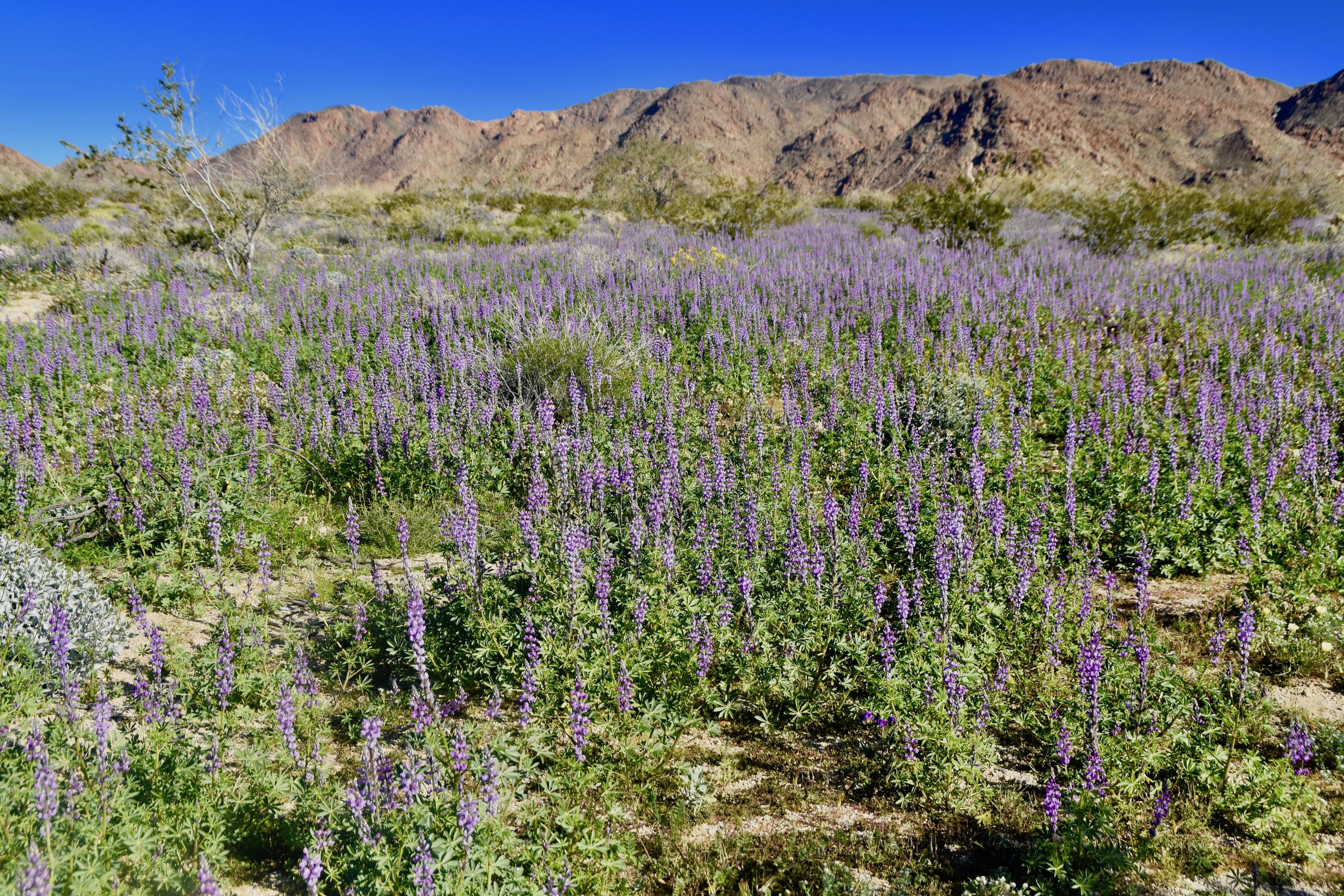 Joshua Tree Lupins