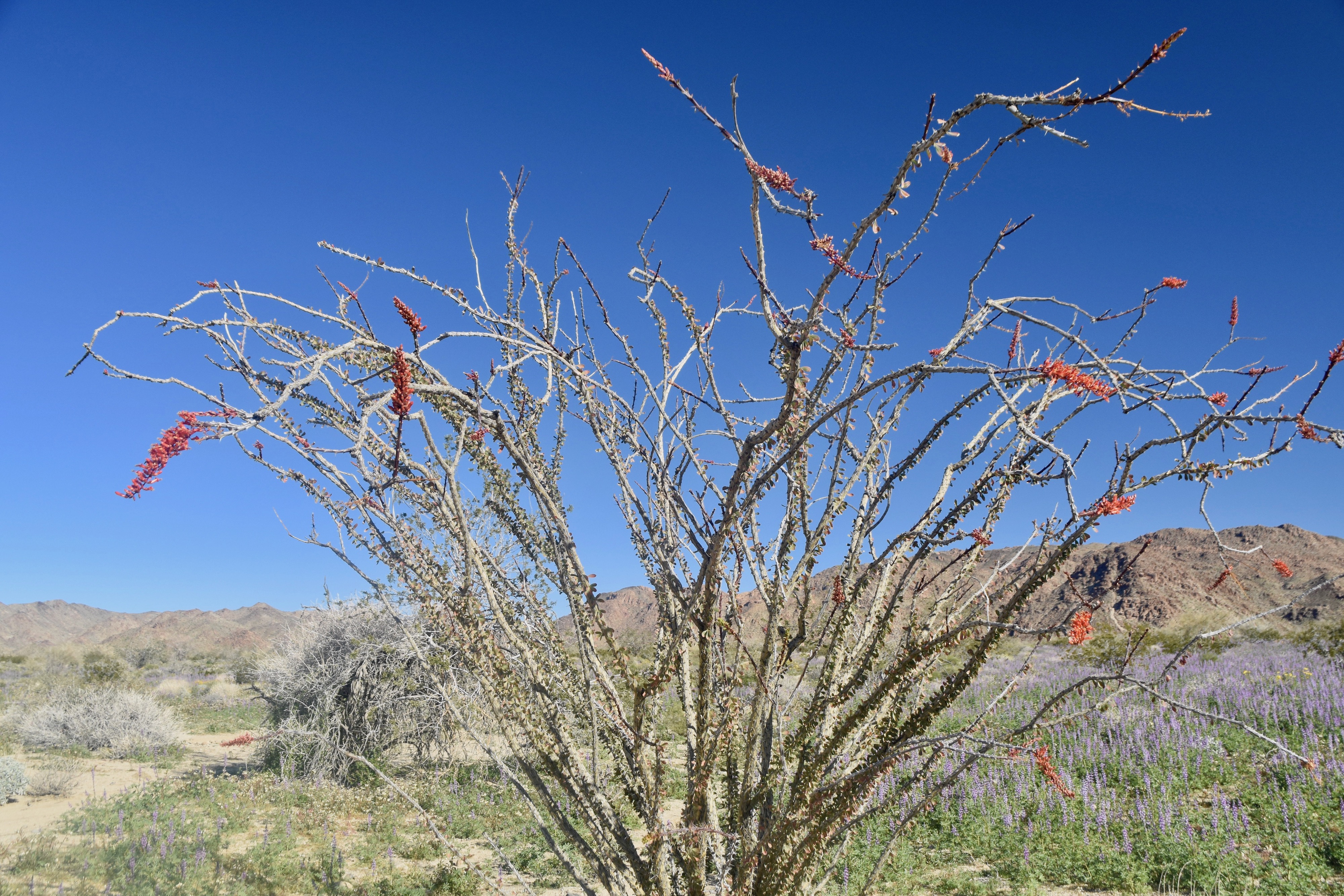 Ocotillo, Joshua Tree N.P.