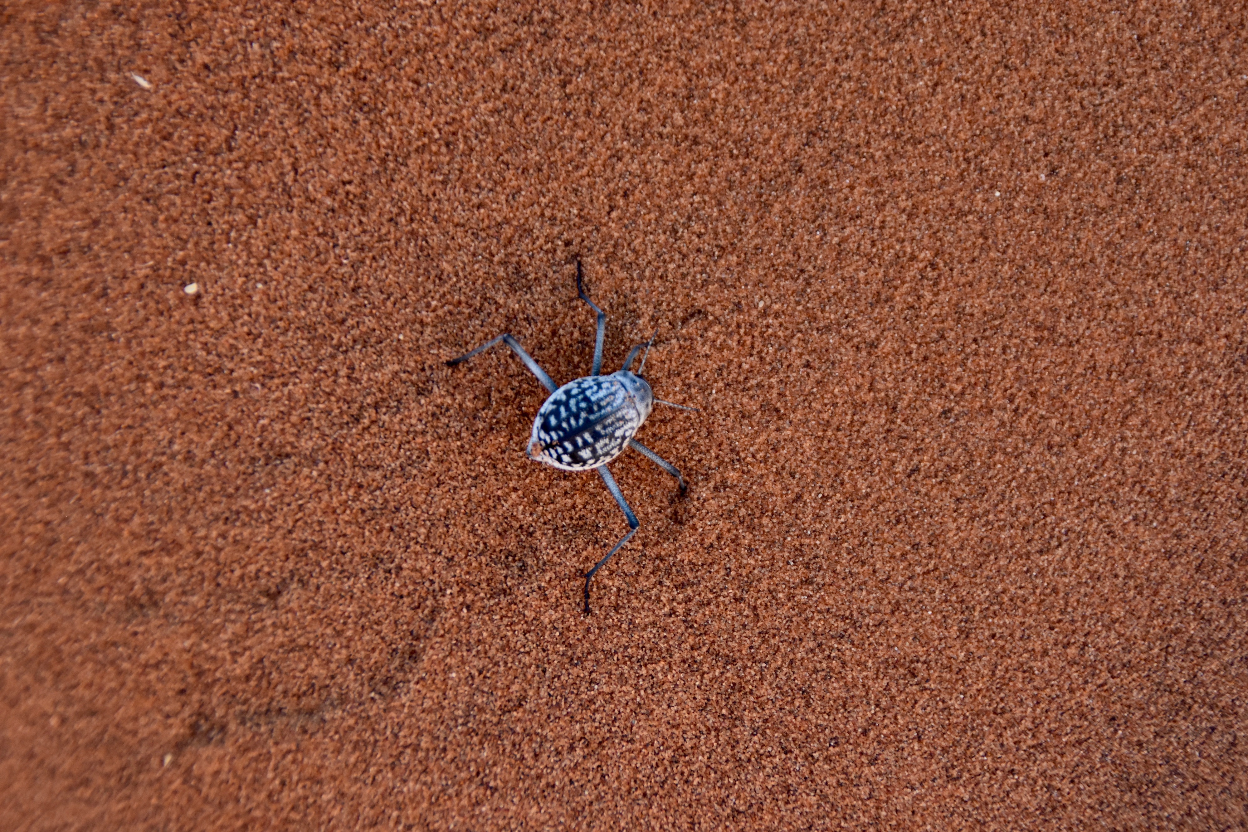 Darkling Beetle, Sossusvlei