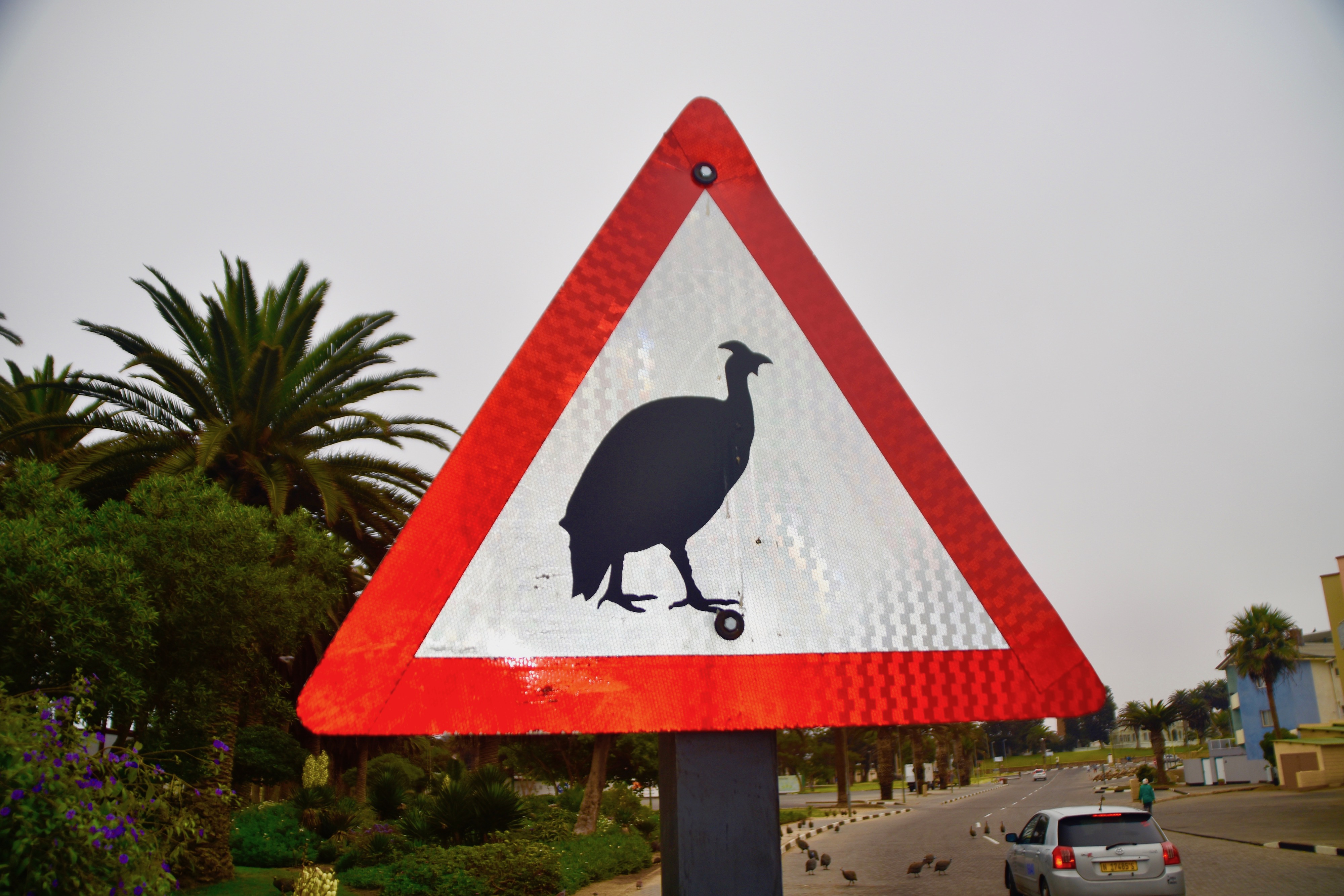 Guinea Fowl Crossing, Swakopmund