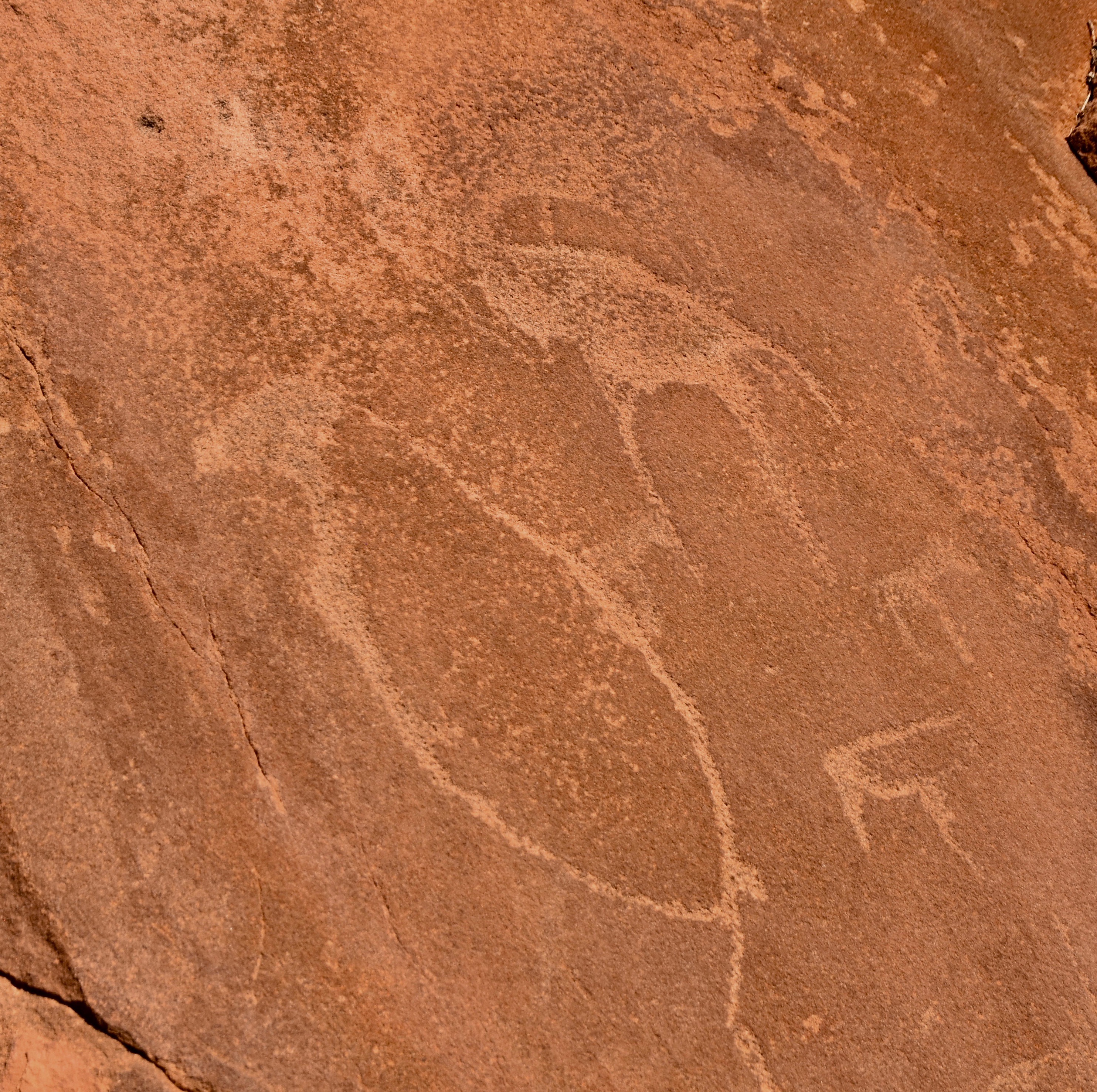 Penguin Petroglyph, Twyfelfontein