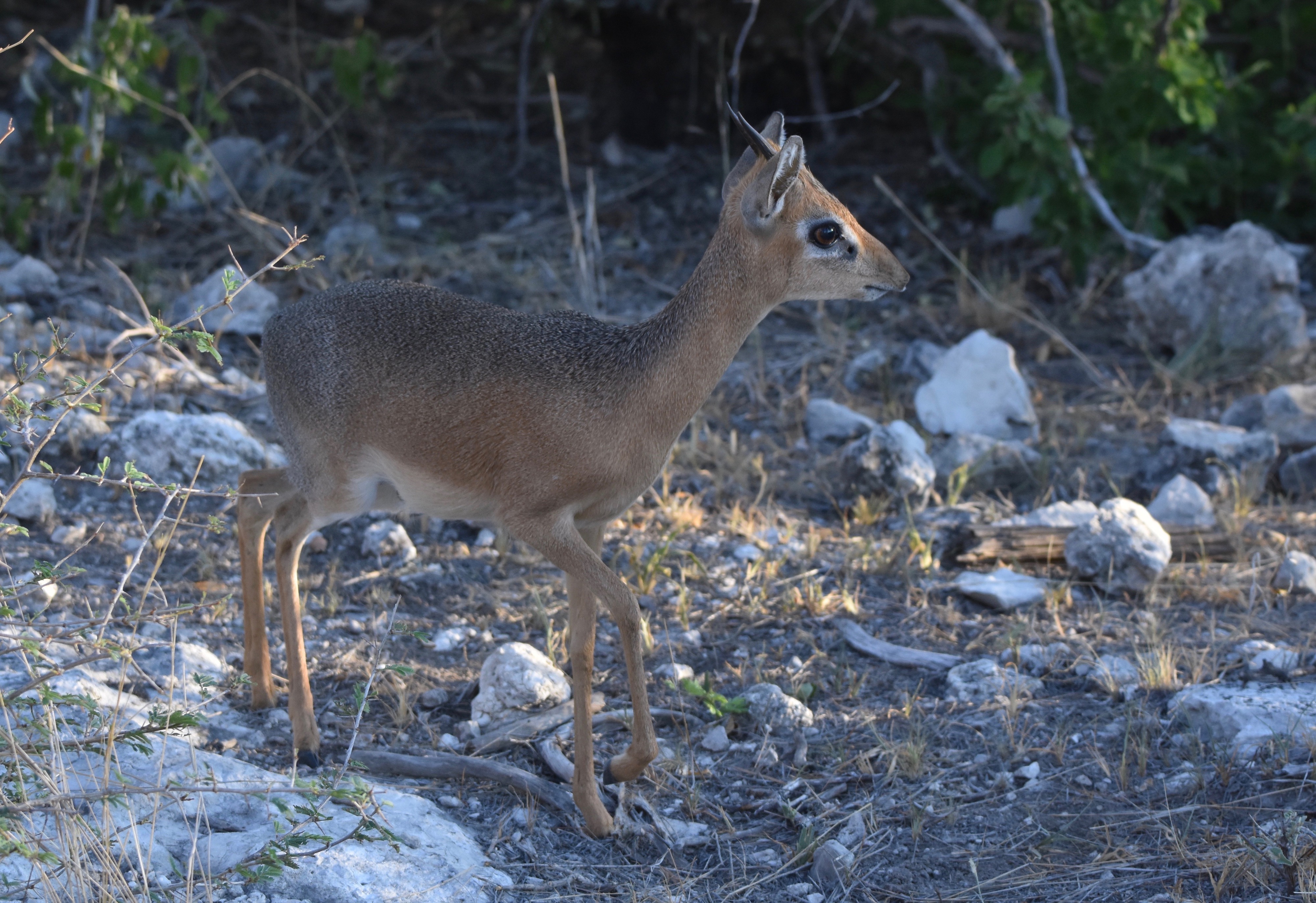 Dik Dik at Mushara Lodge