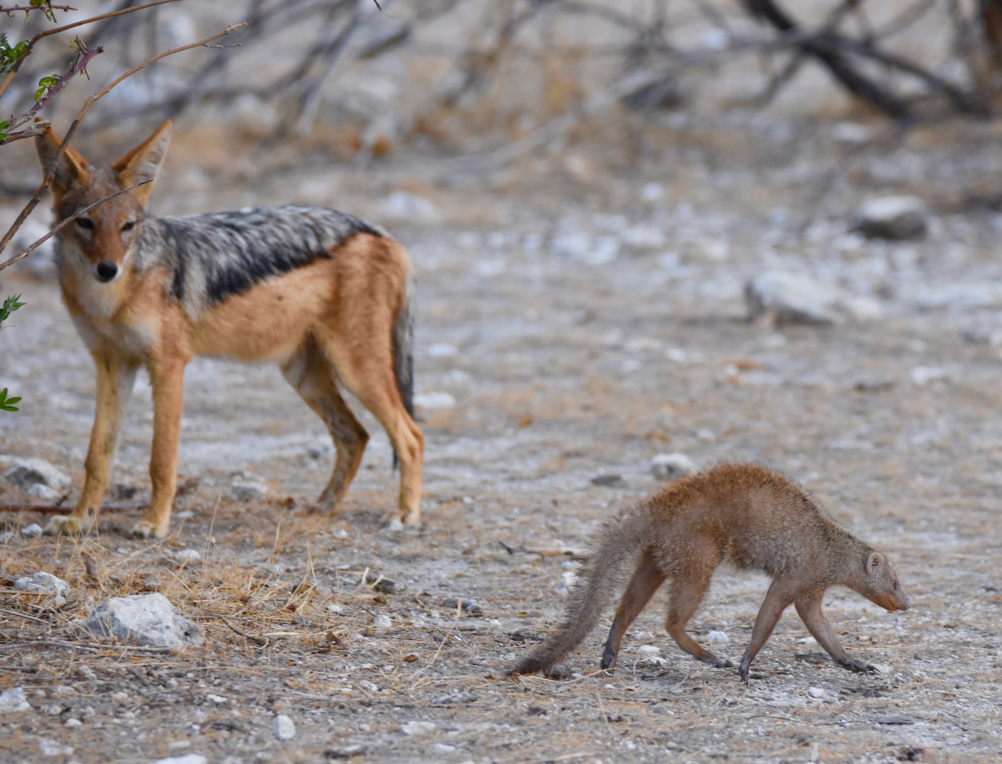 Etosha Confrontation