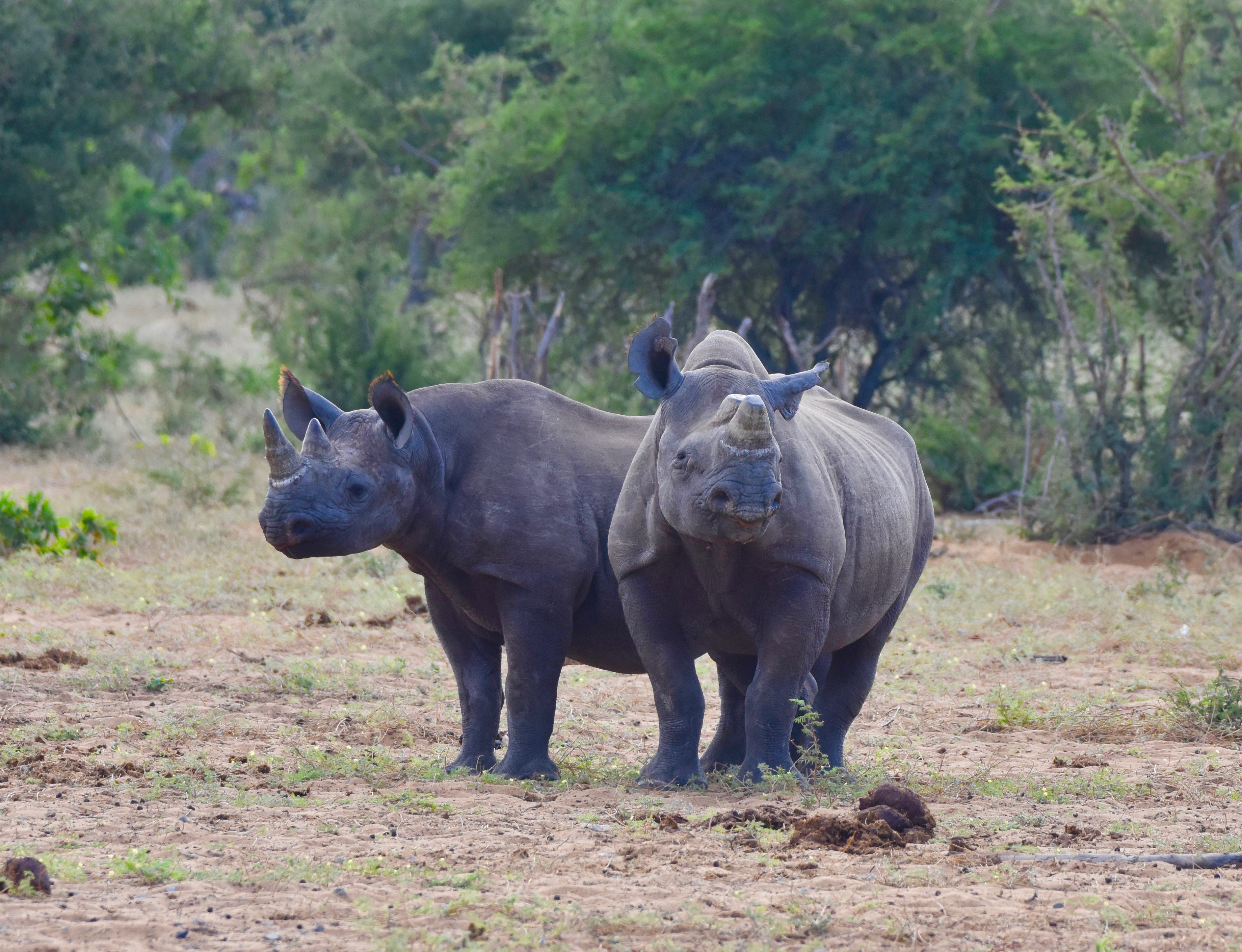 Rhinos at Etosha Water Holes