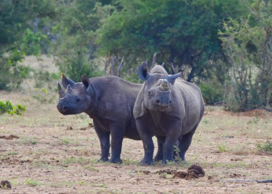 Mother & Child Rhinos, Water Holes of Etosha