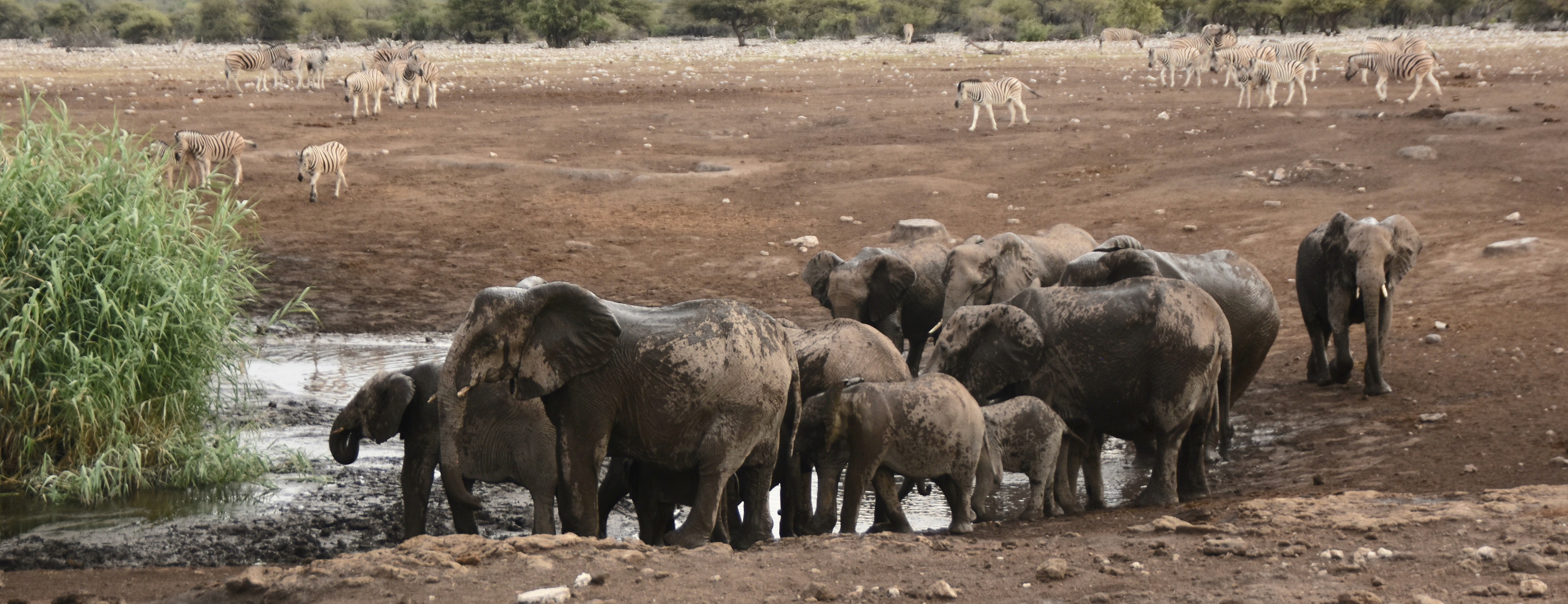 Elephants at Etosha Water Holes