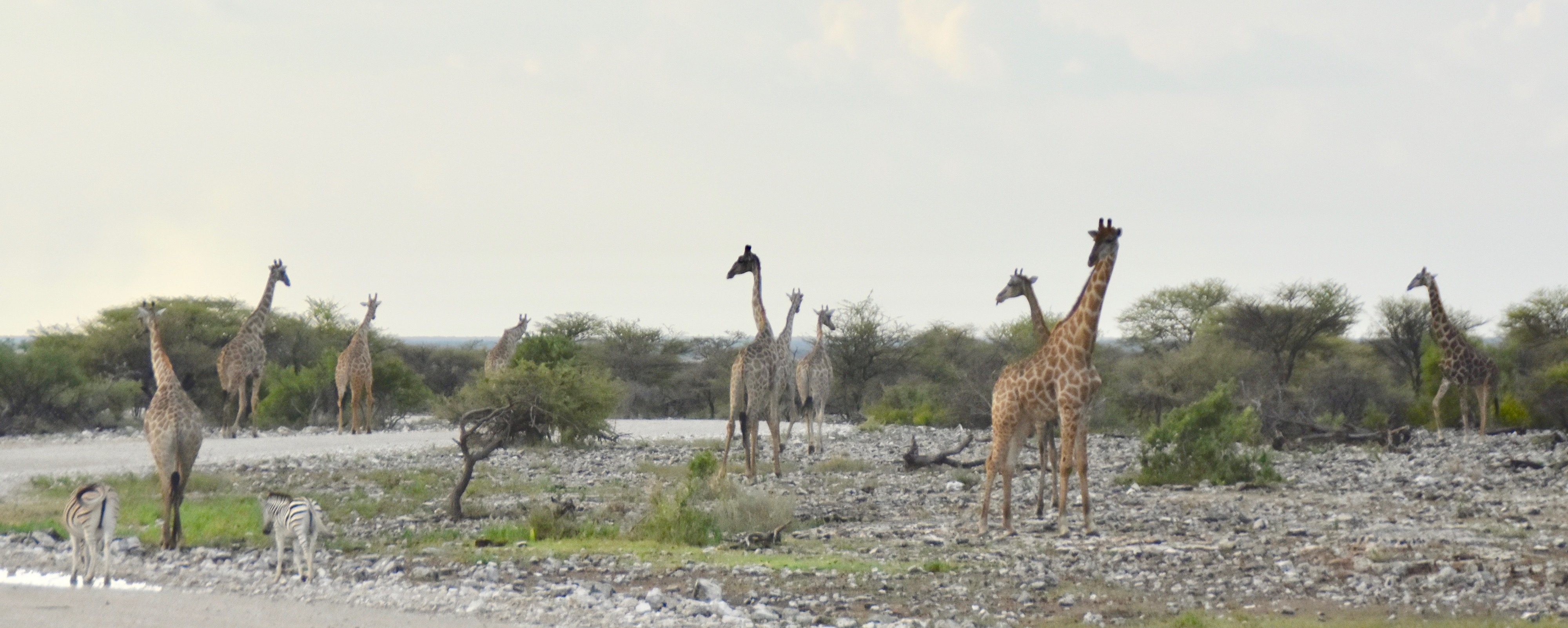 Giraffes at Etosha Water Holes