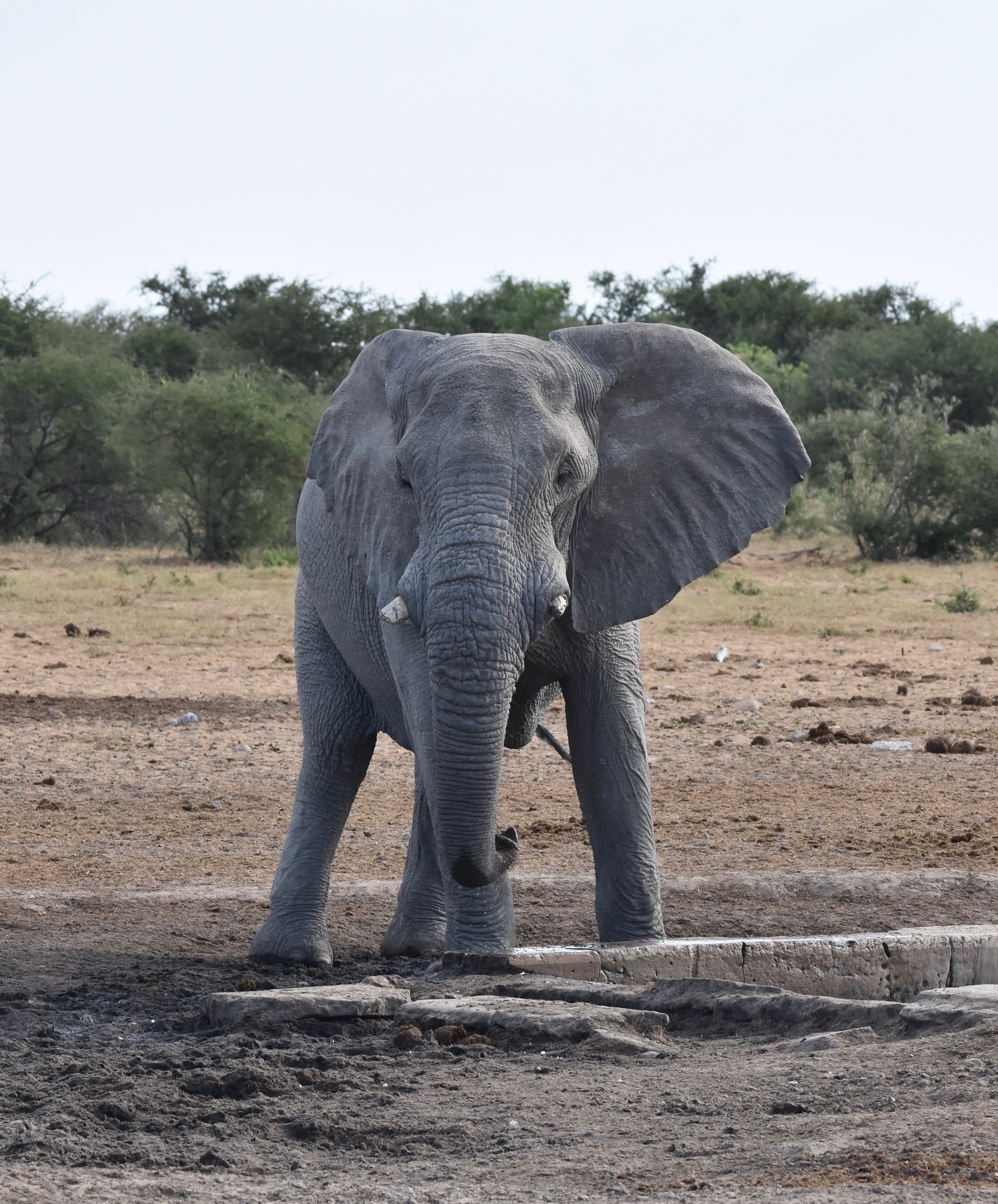 Elephant at Etosha Water Holes