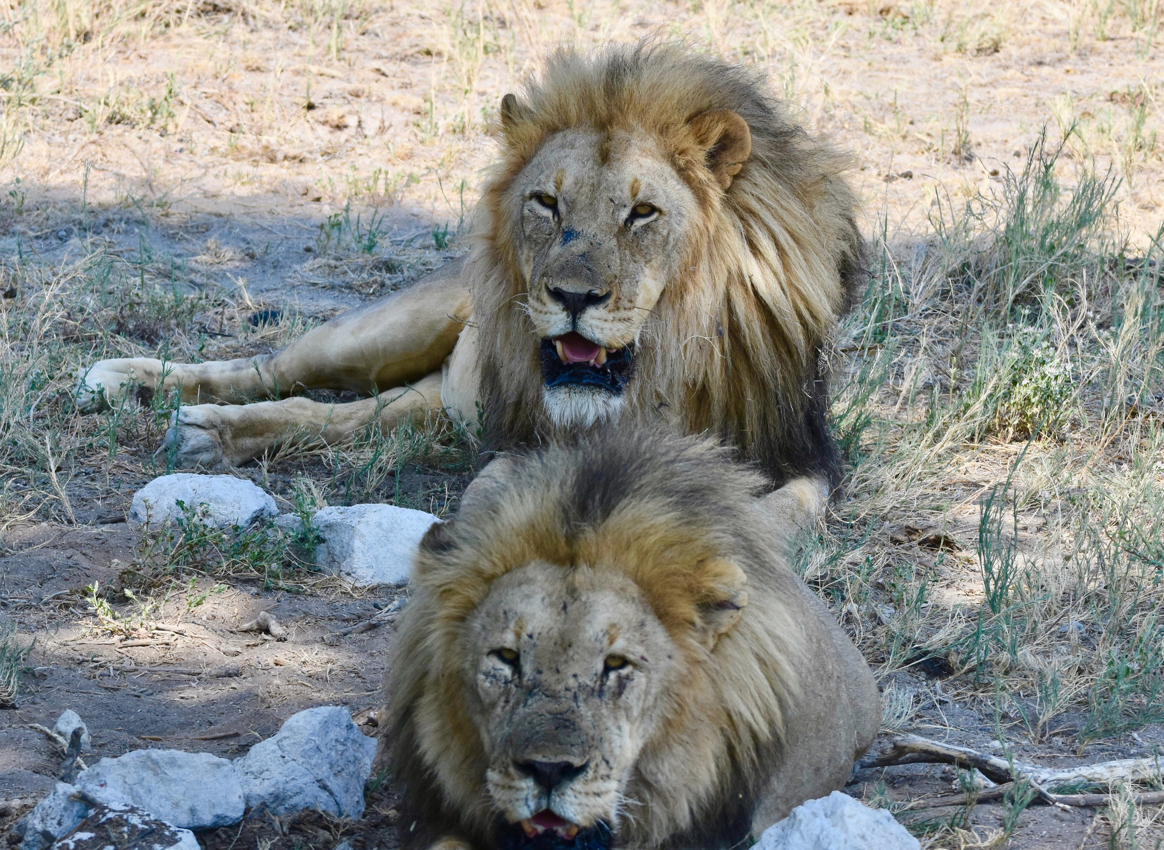 The Killers, Etosha