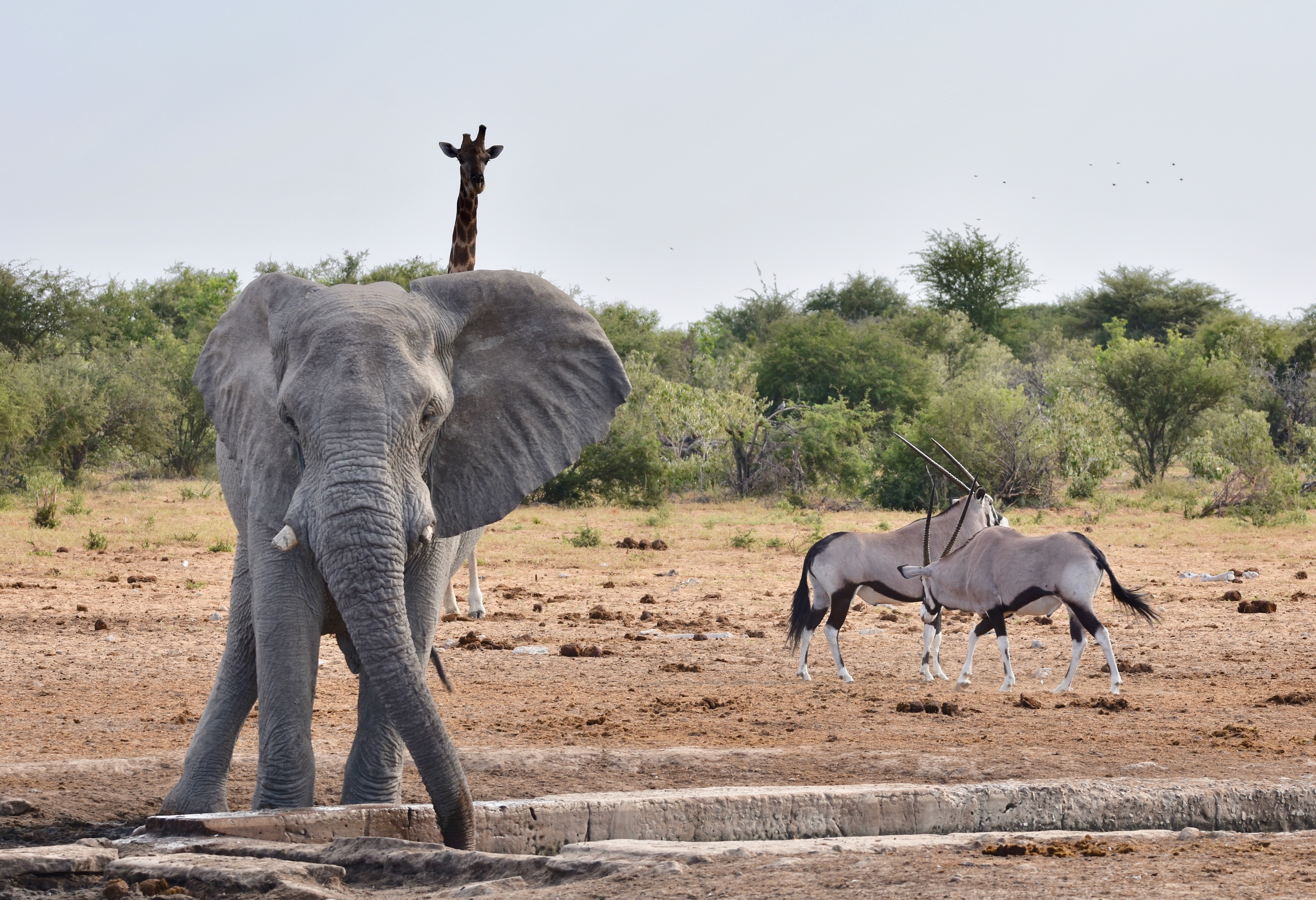 Etosha Water Holes Photo