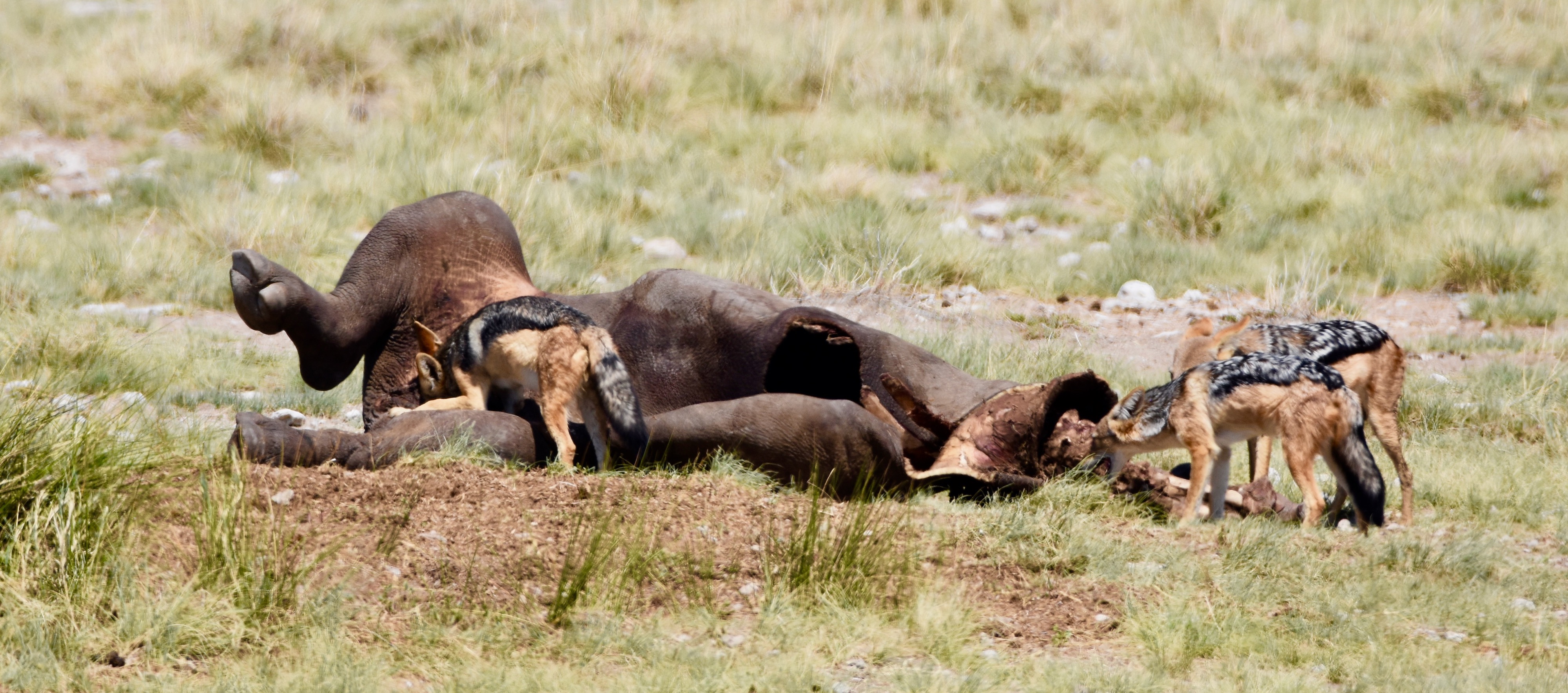 Etosha Black Rhino Kill