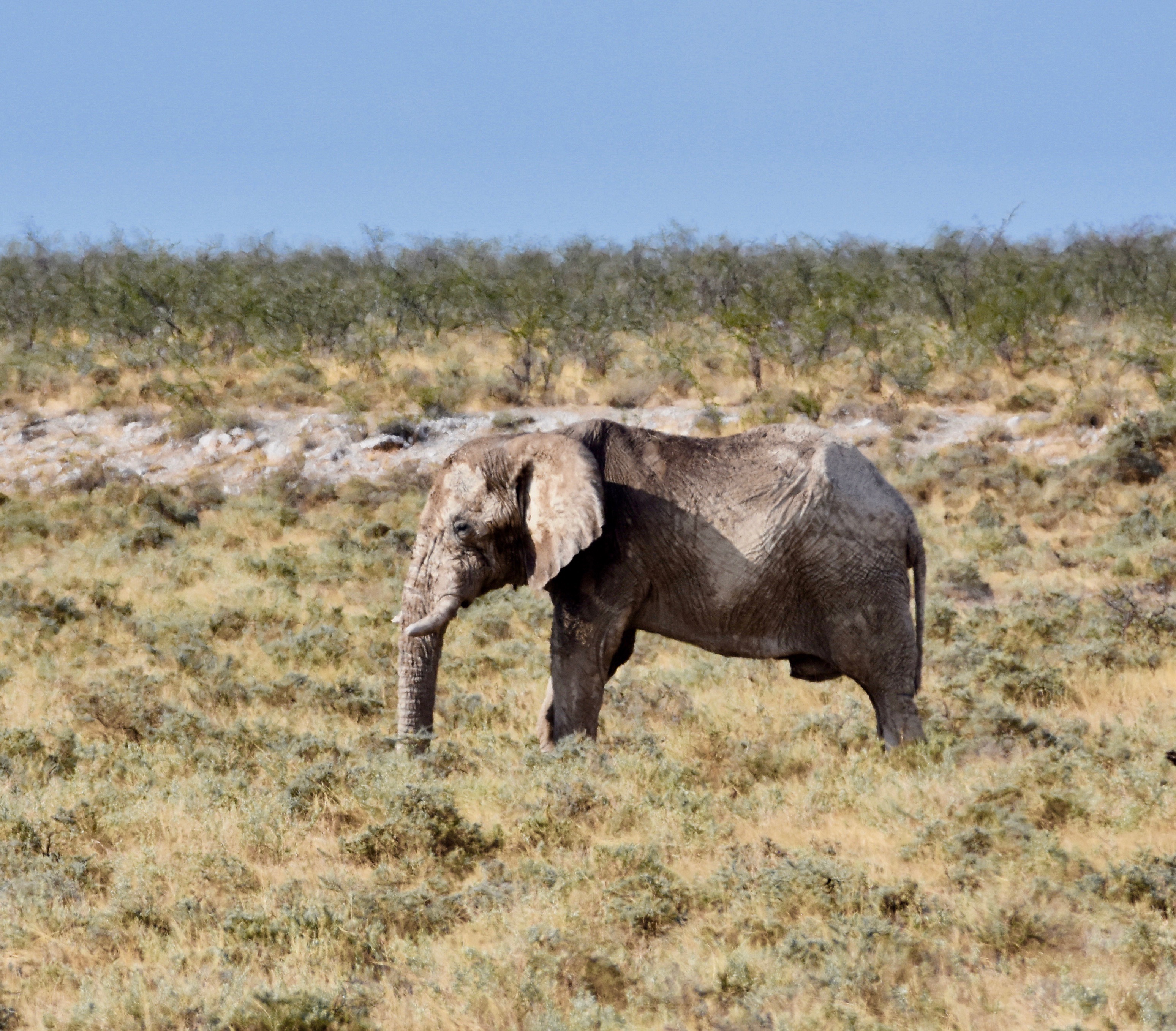 Old Bull Elephant, Etosha