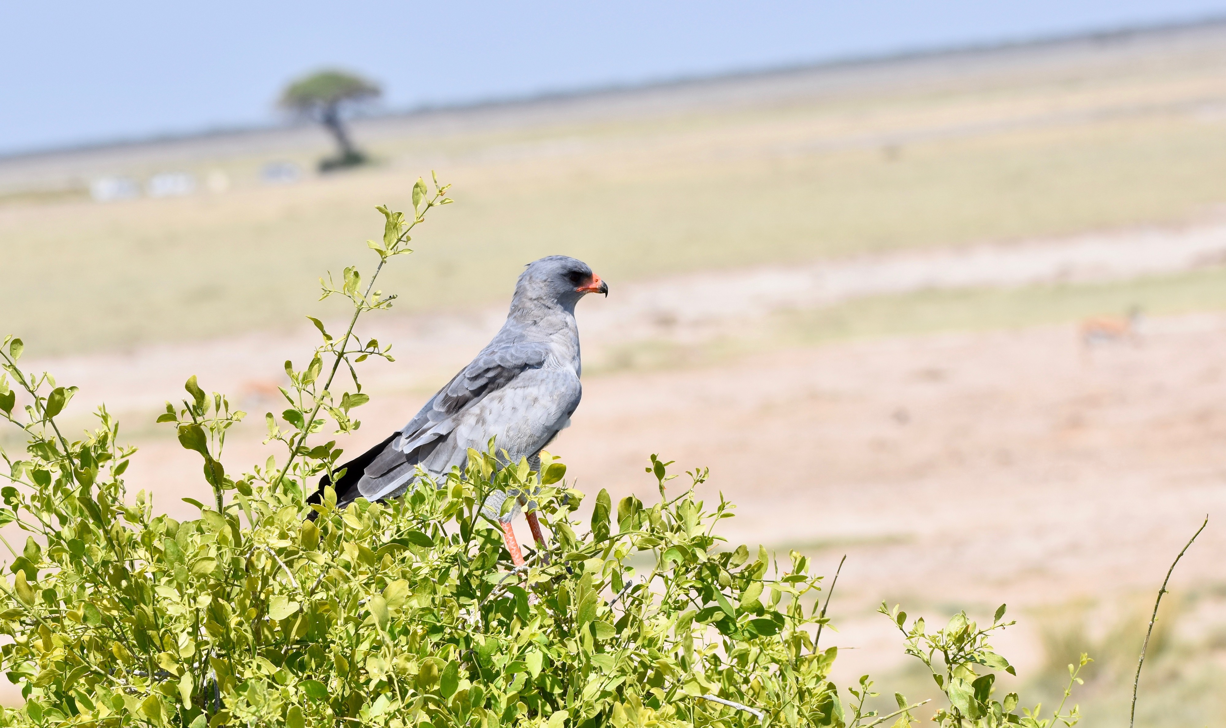 Southern Pale Chanting Goshawk, Etosha