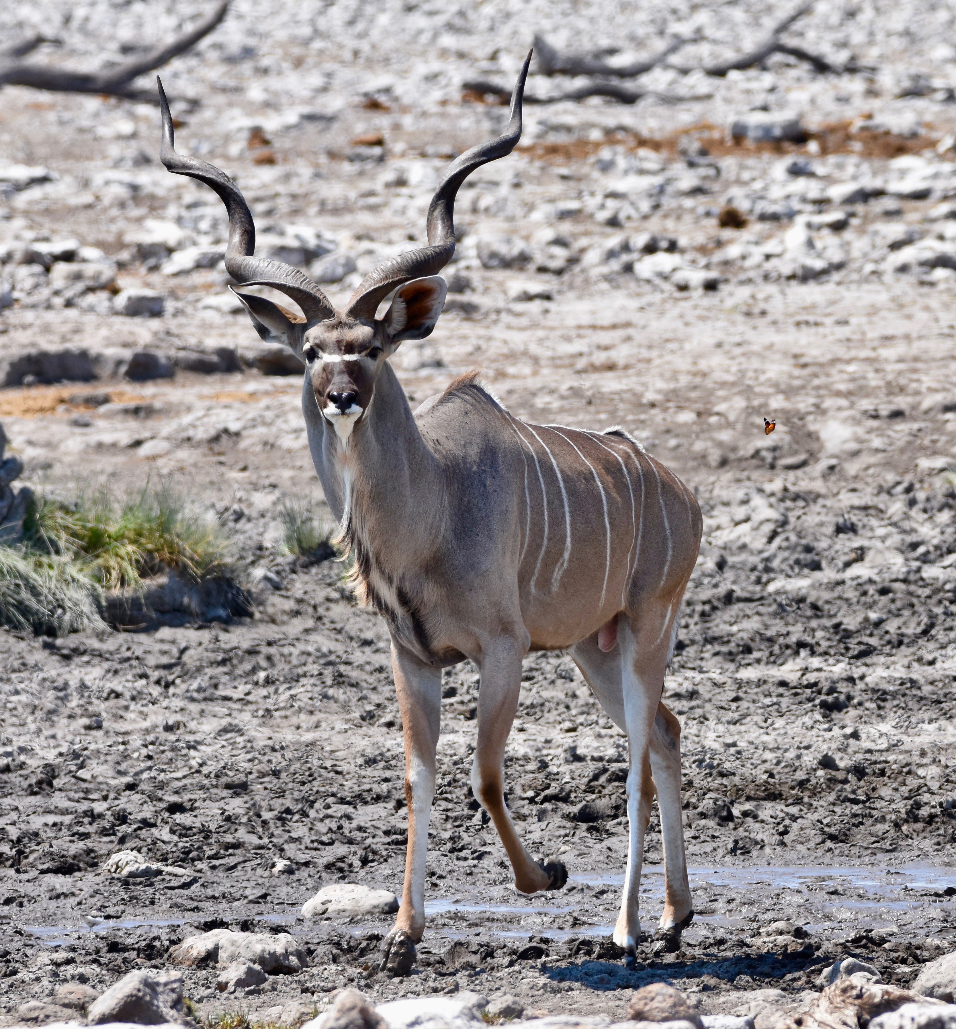 Kudu Buck, Etosha