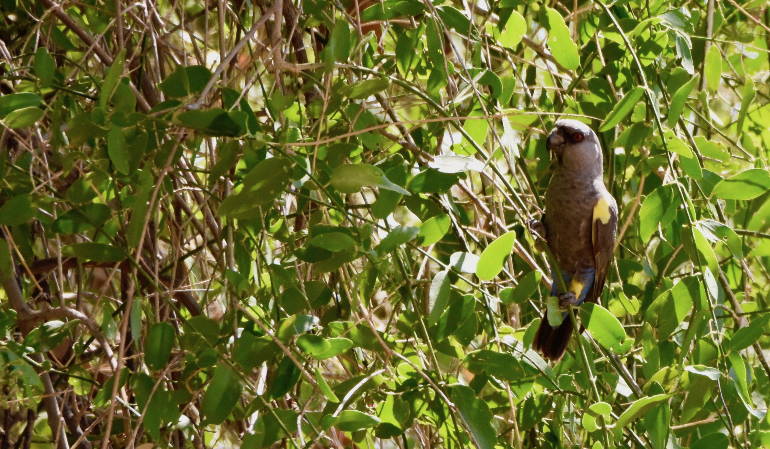 Ruppell's Parrot, Damaraland