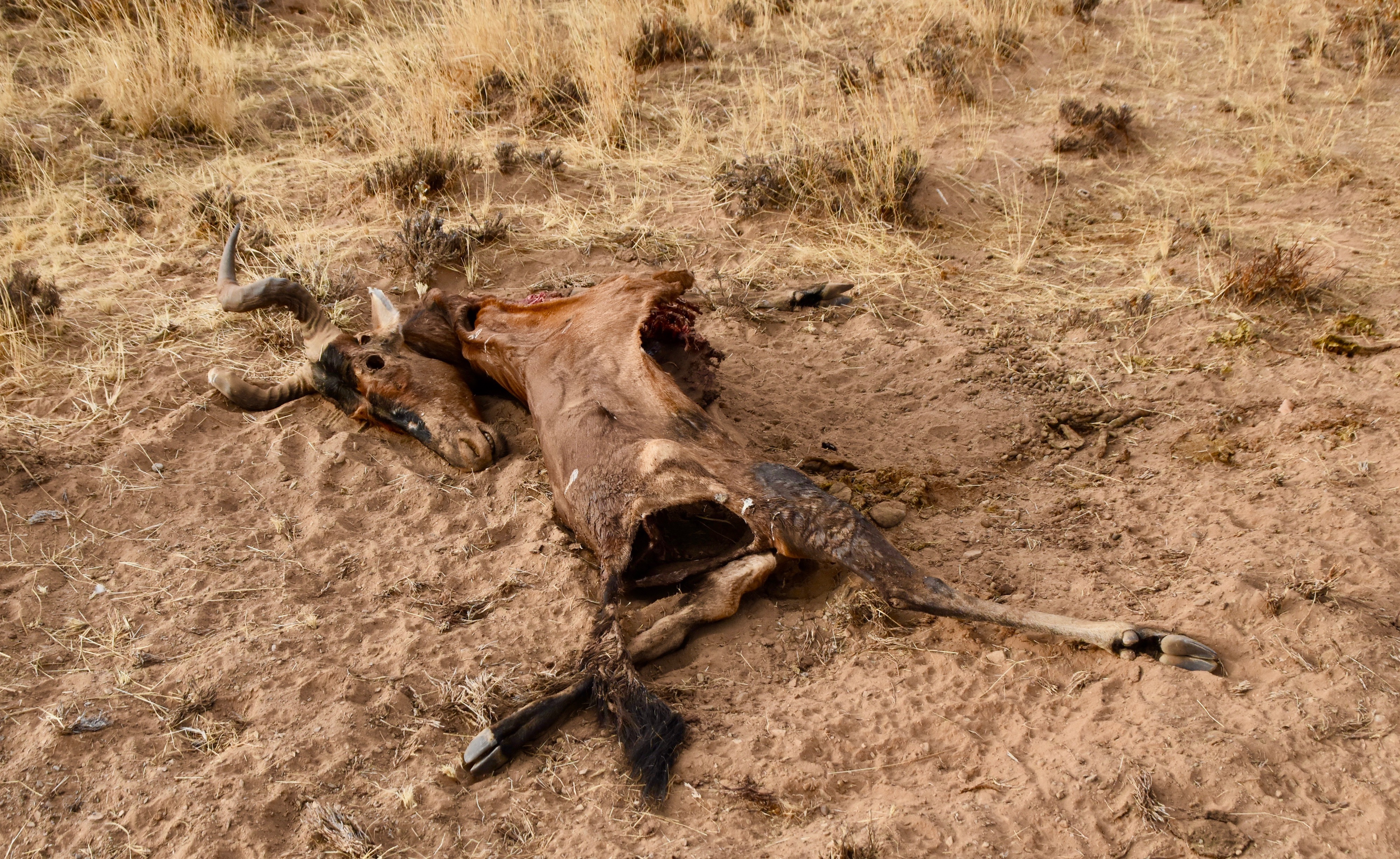 Red Hartebeest Corpse, Damaraland