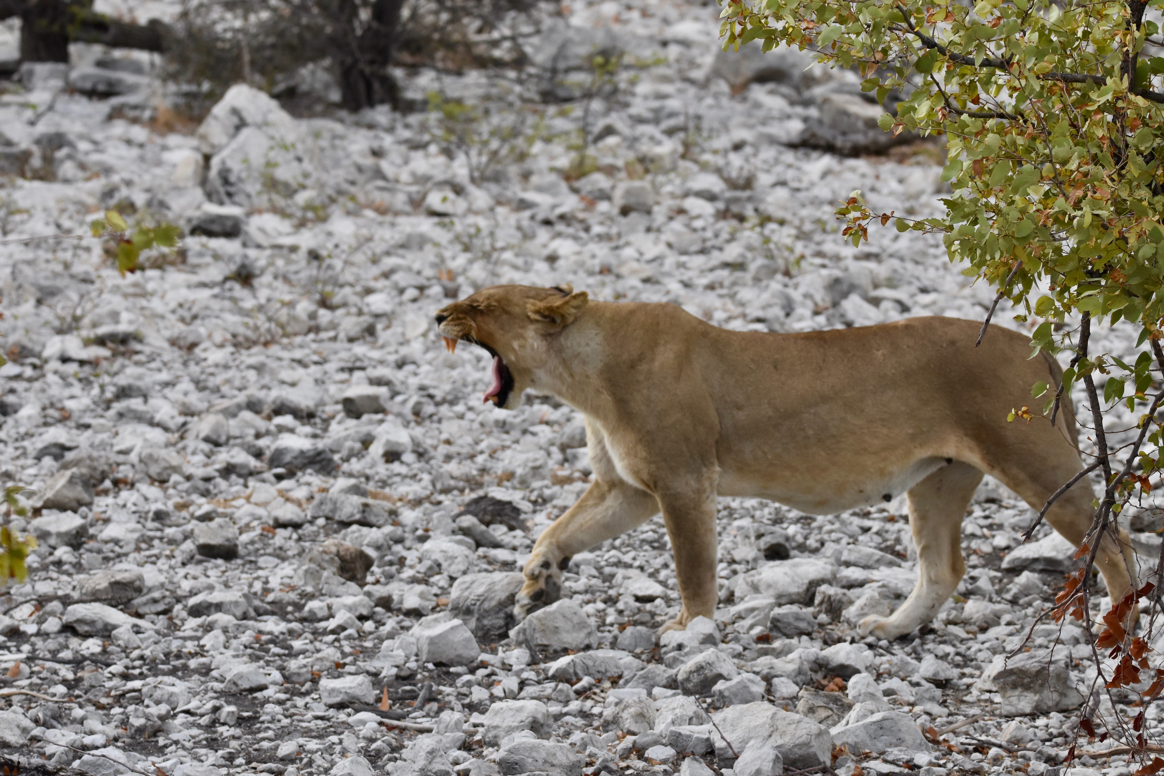 Roaring Lioness, Etosha