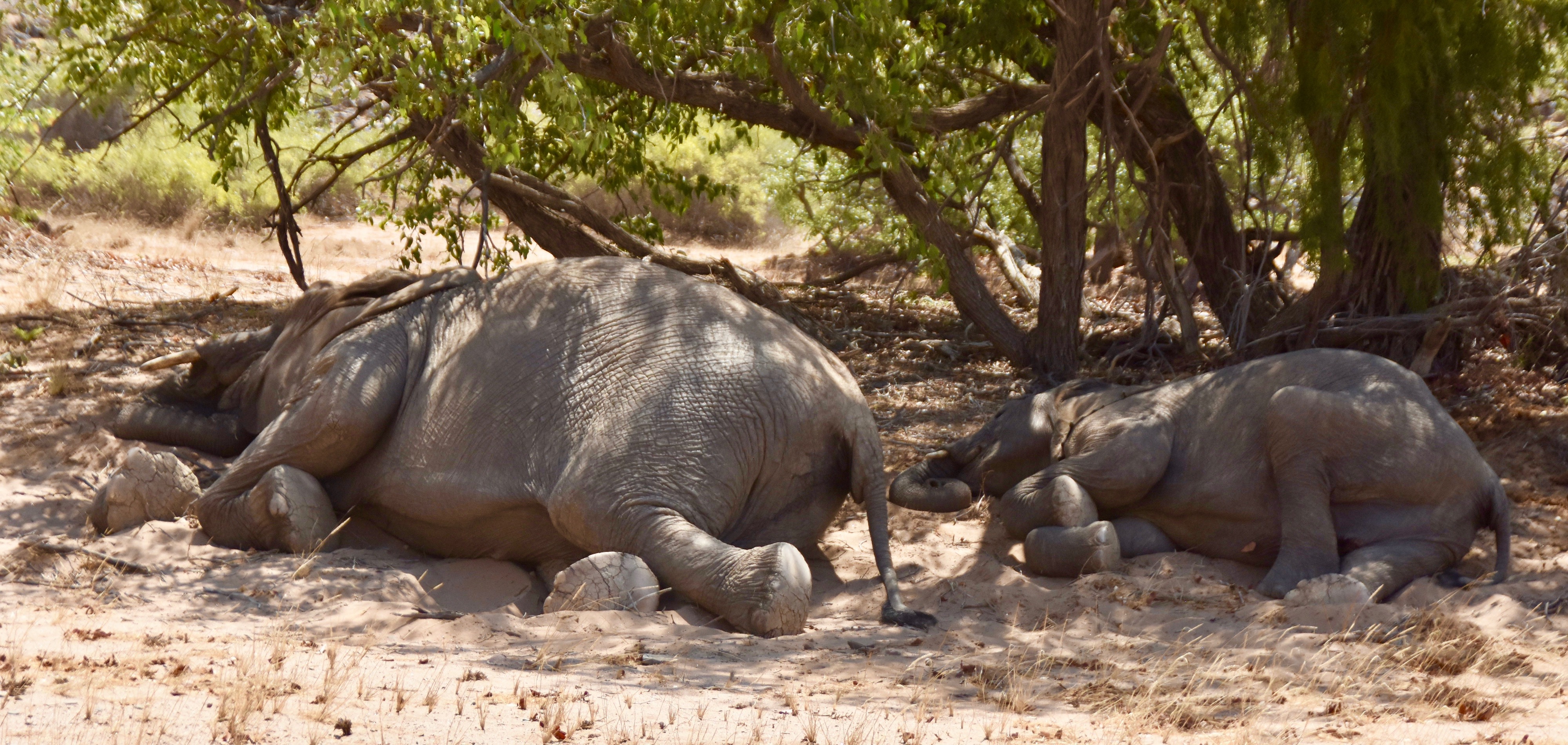 Sleeping Elephants, Damaraland