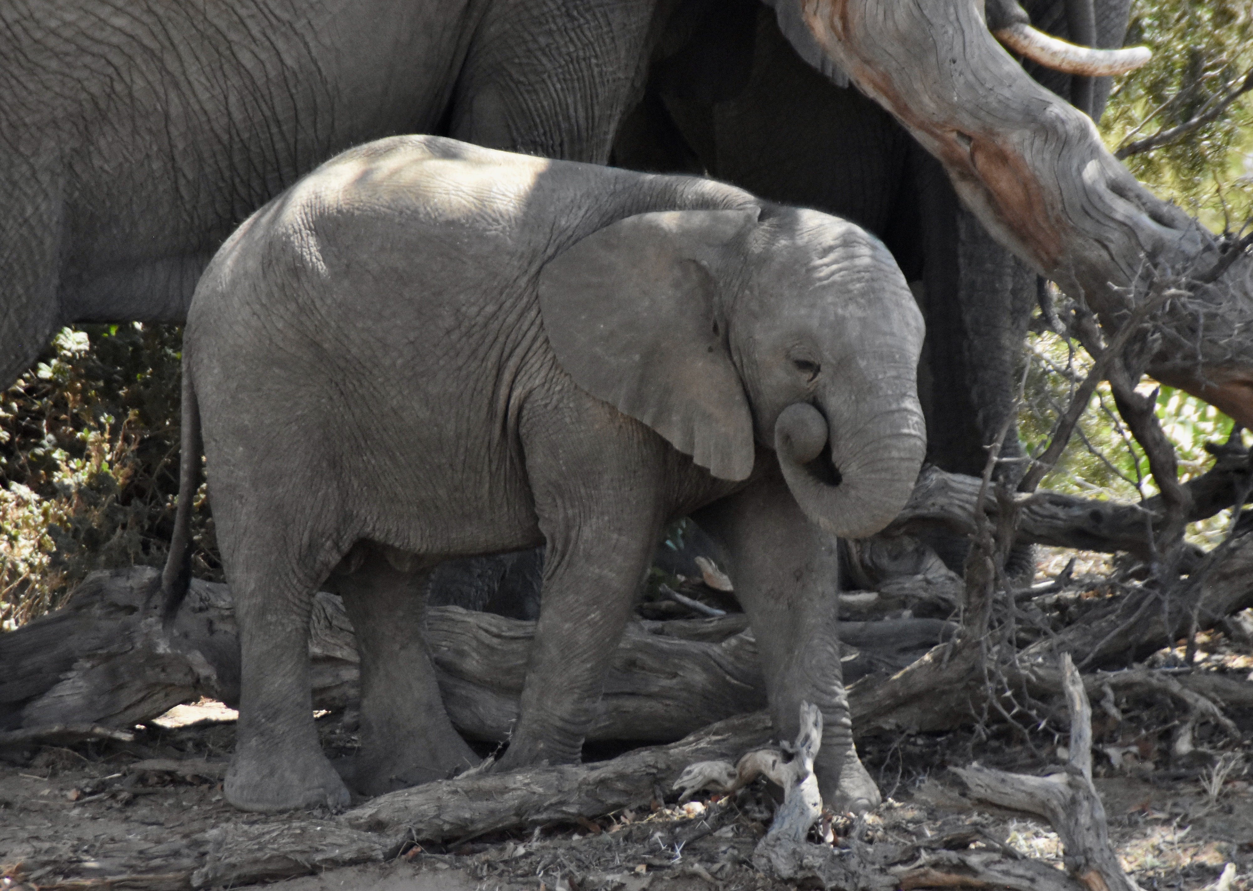 Baby Elephant, Damaraland