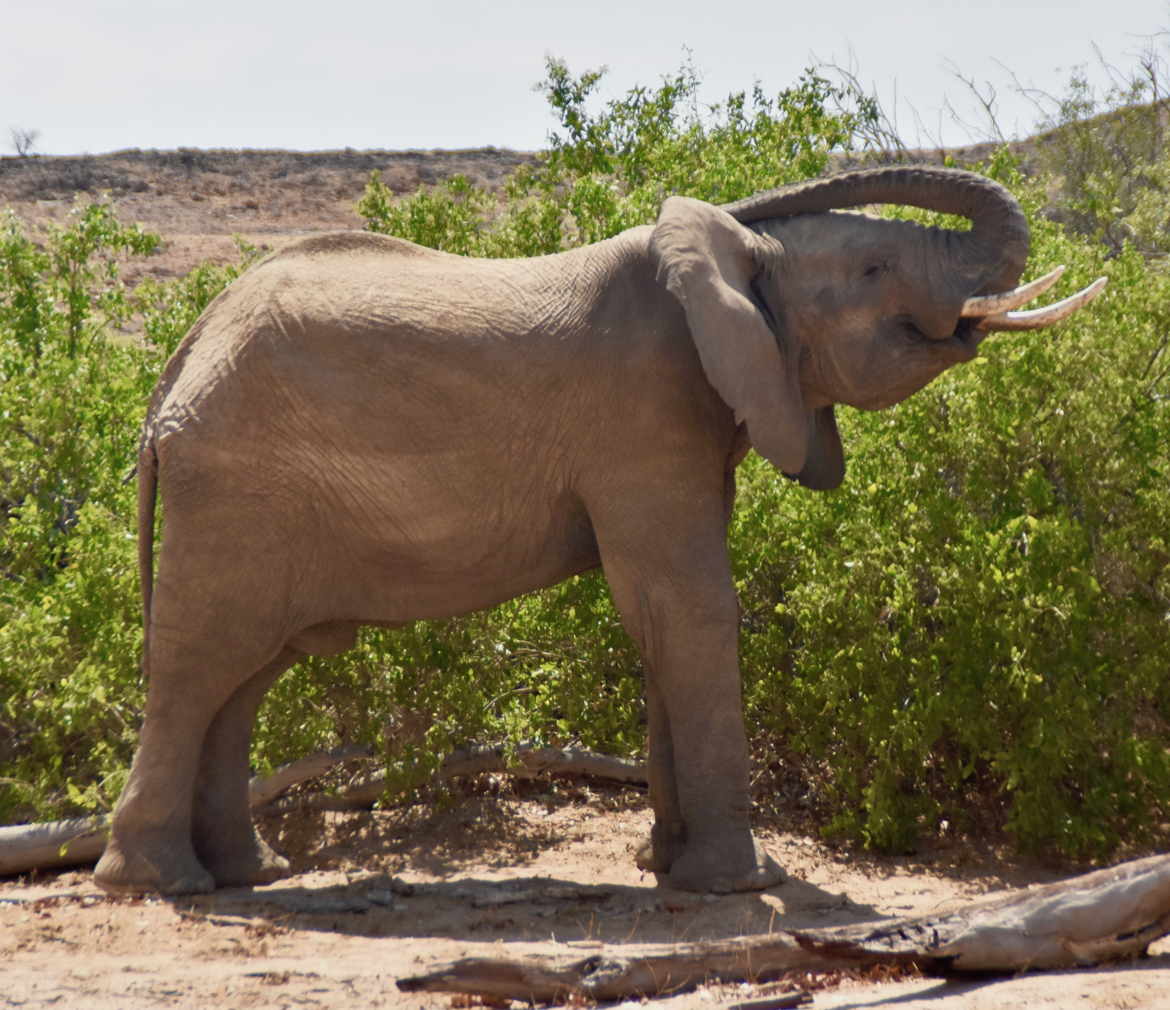 Scratching Elephant, Damaraland