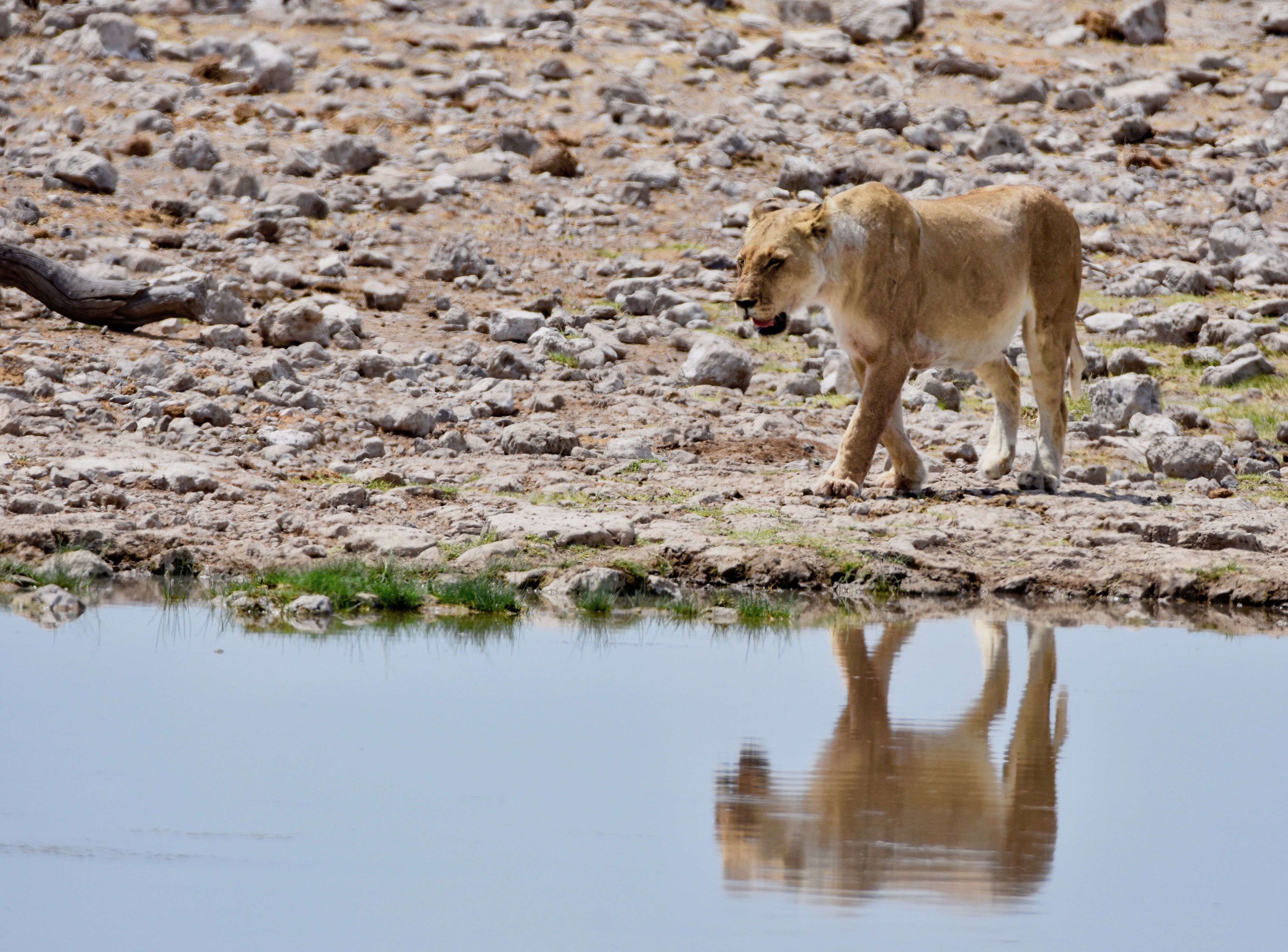 Etosha Lioness