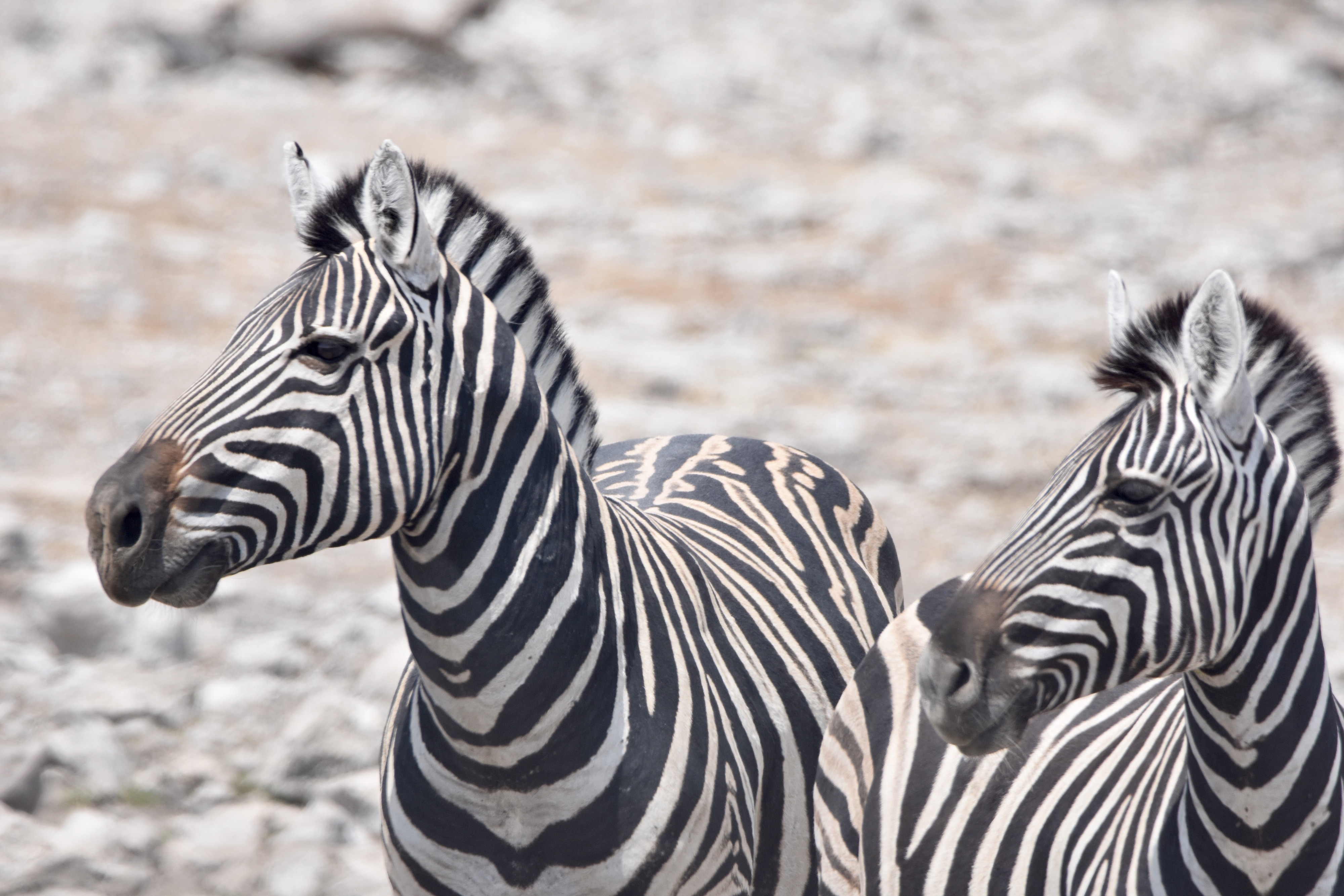 Etosha Zebras