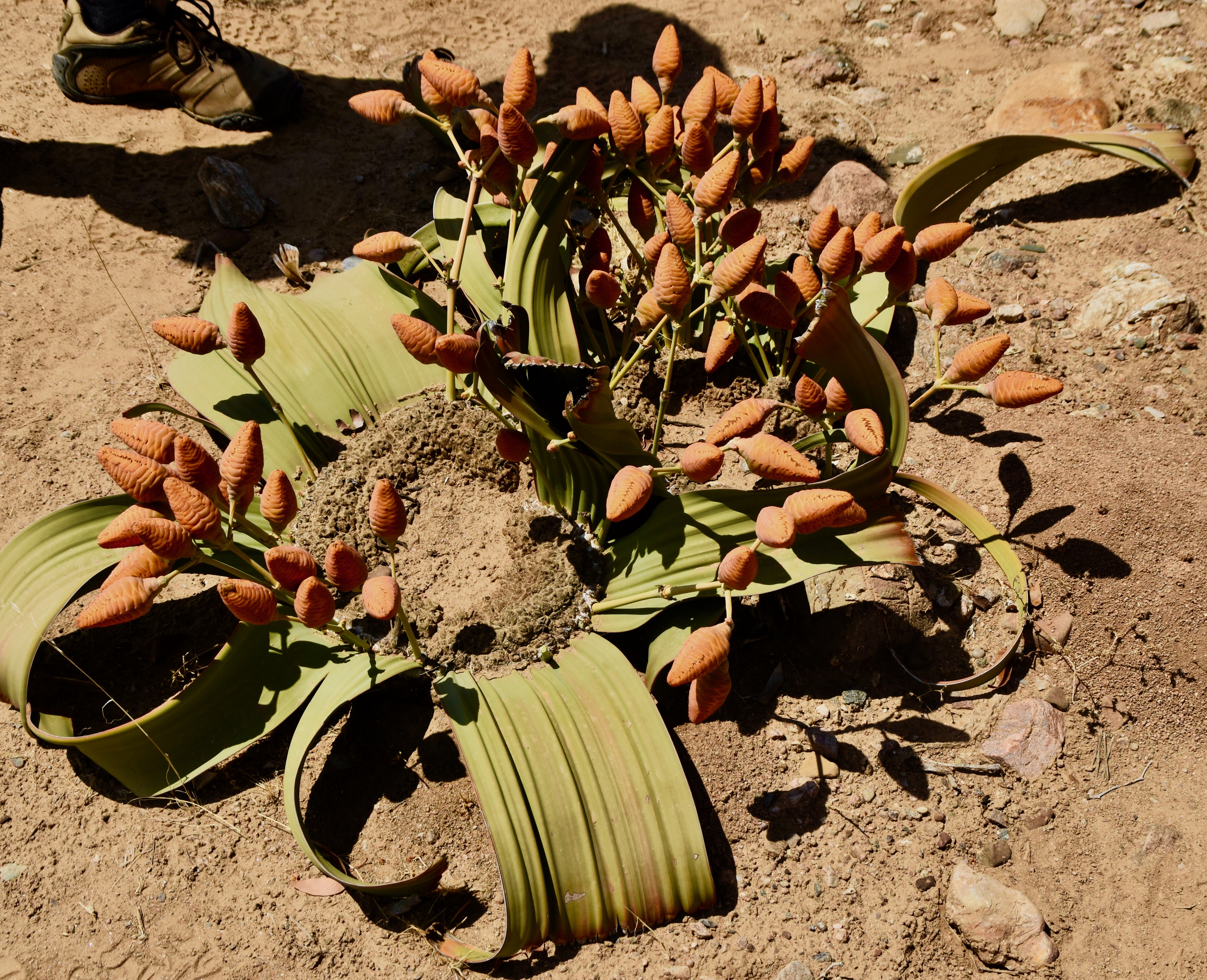 Female Welwitschia, Damaraland