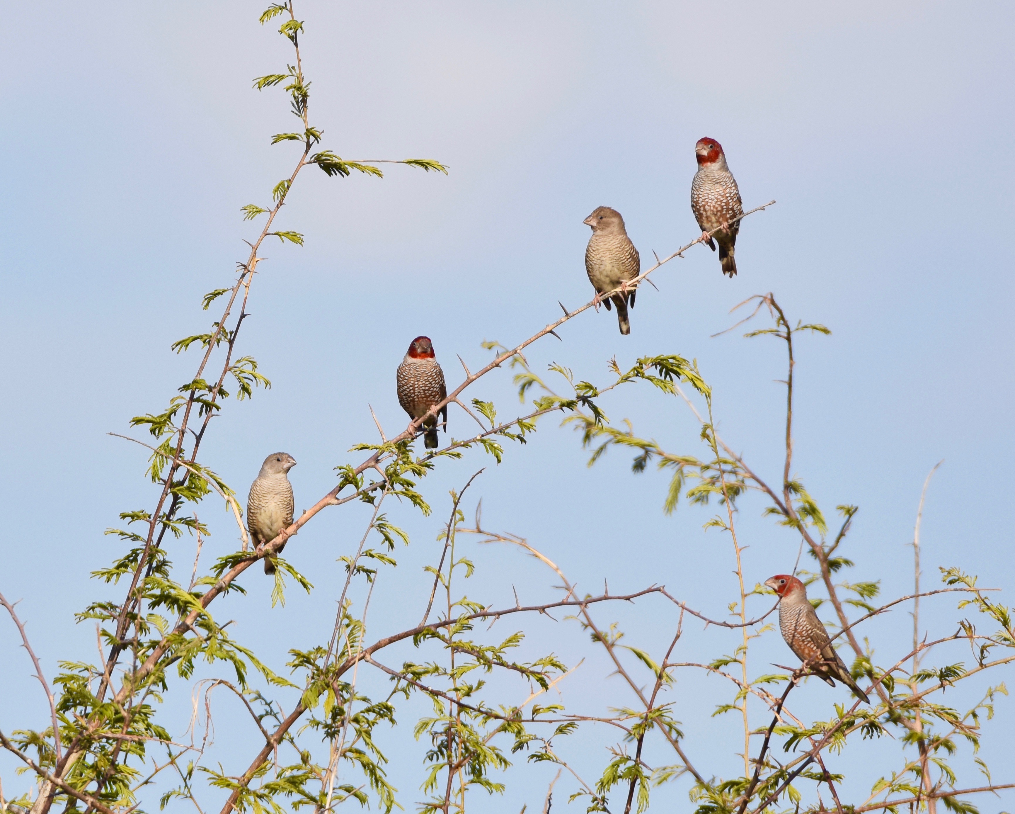Red Headed Finches, Etosha
