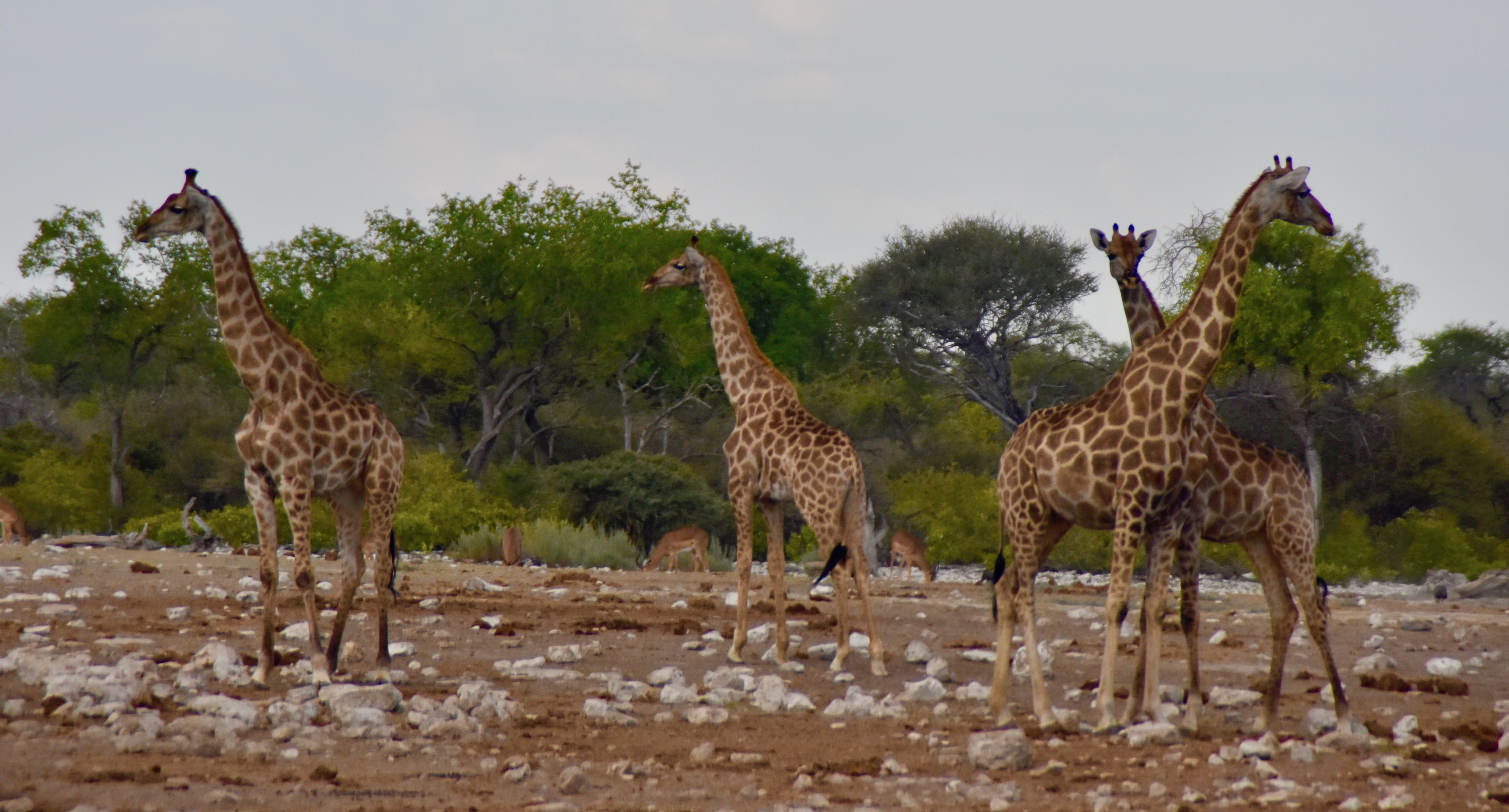 Etosha Giraffes