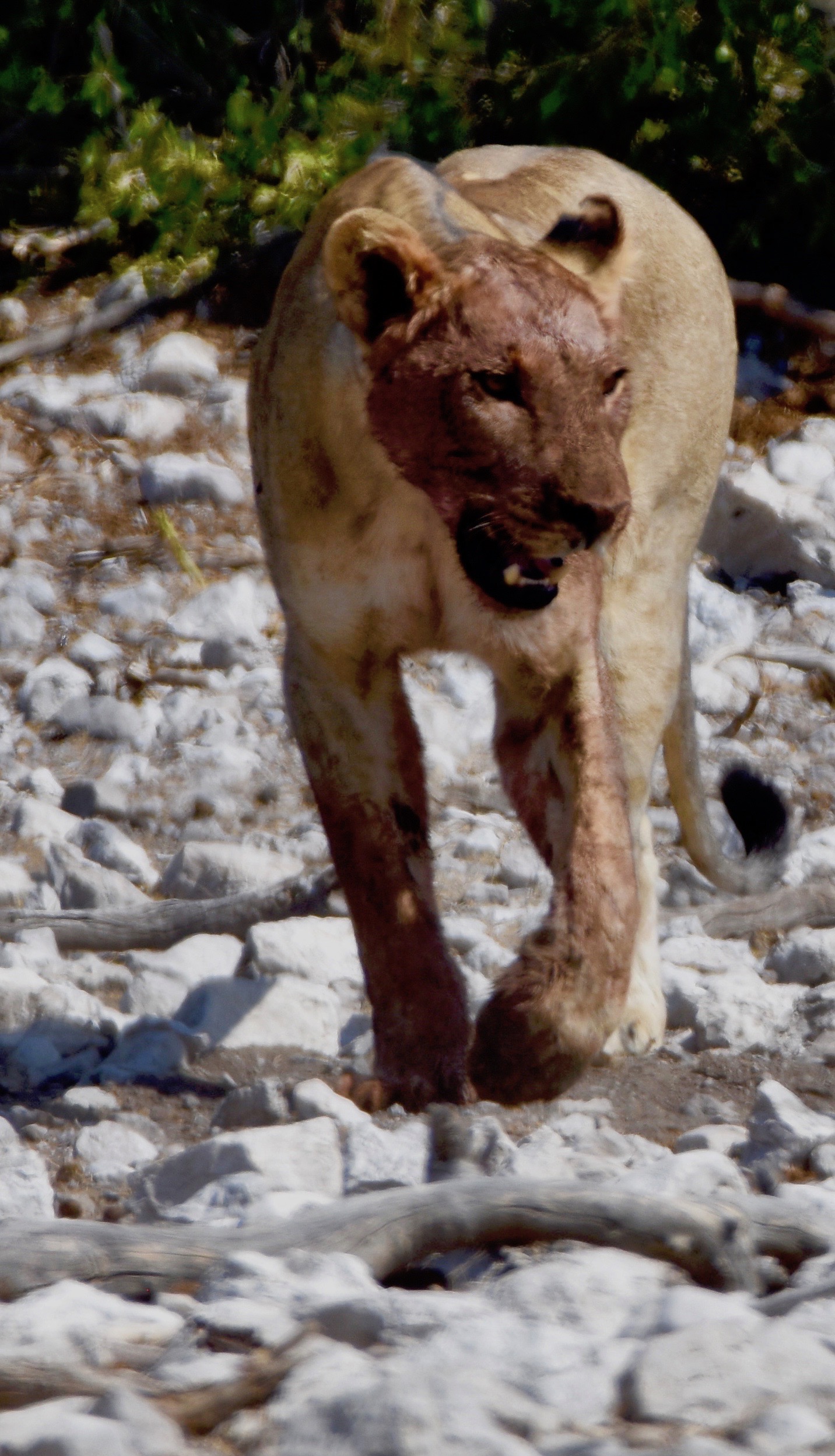 Bloody Mama, Etosha