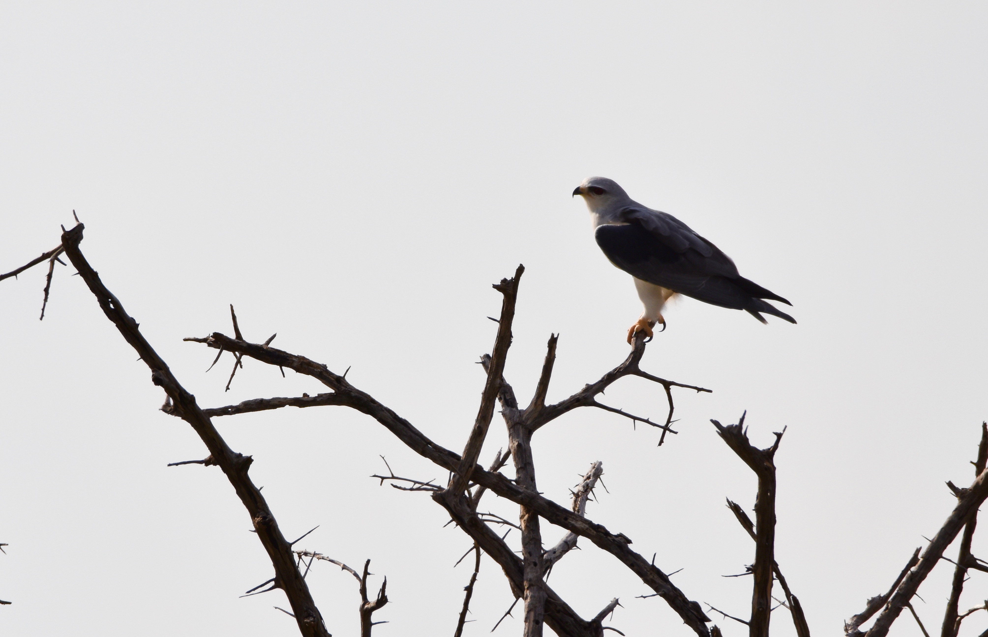 Pygmy Falcon, Water Holes of Etosha