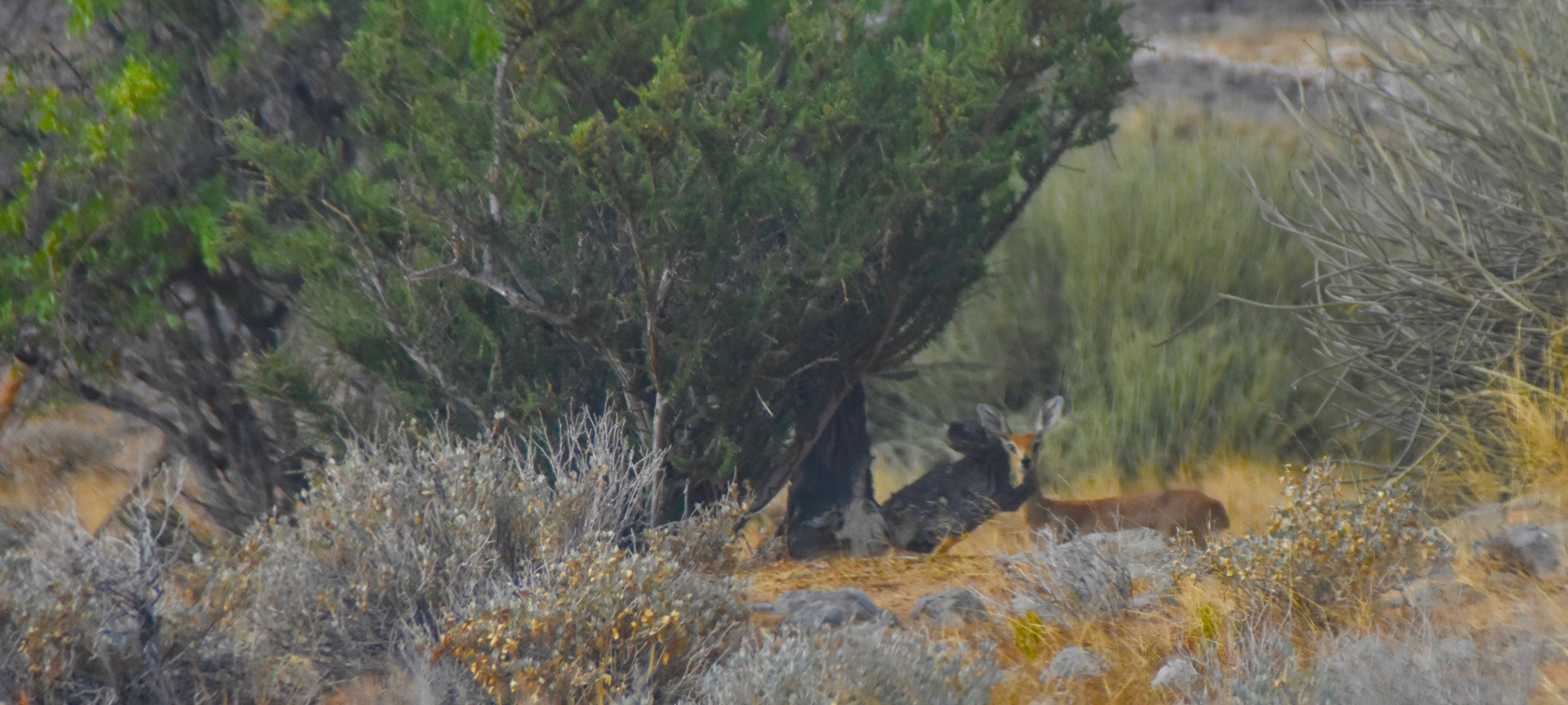 Steenbok, Damaraland