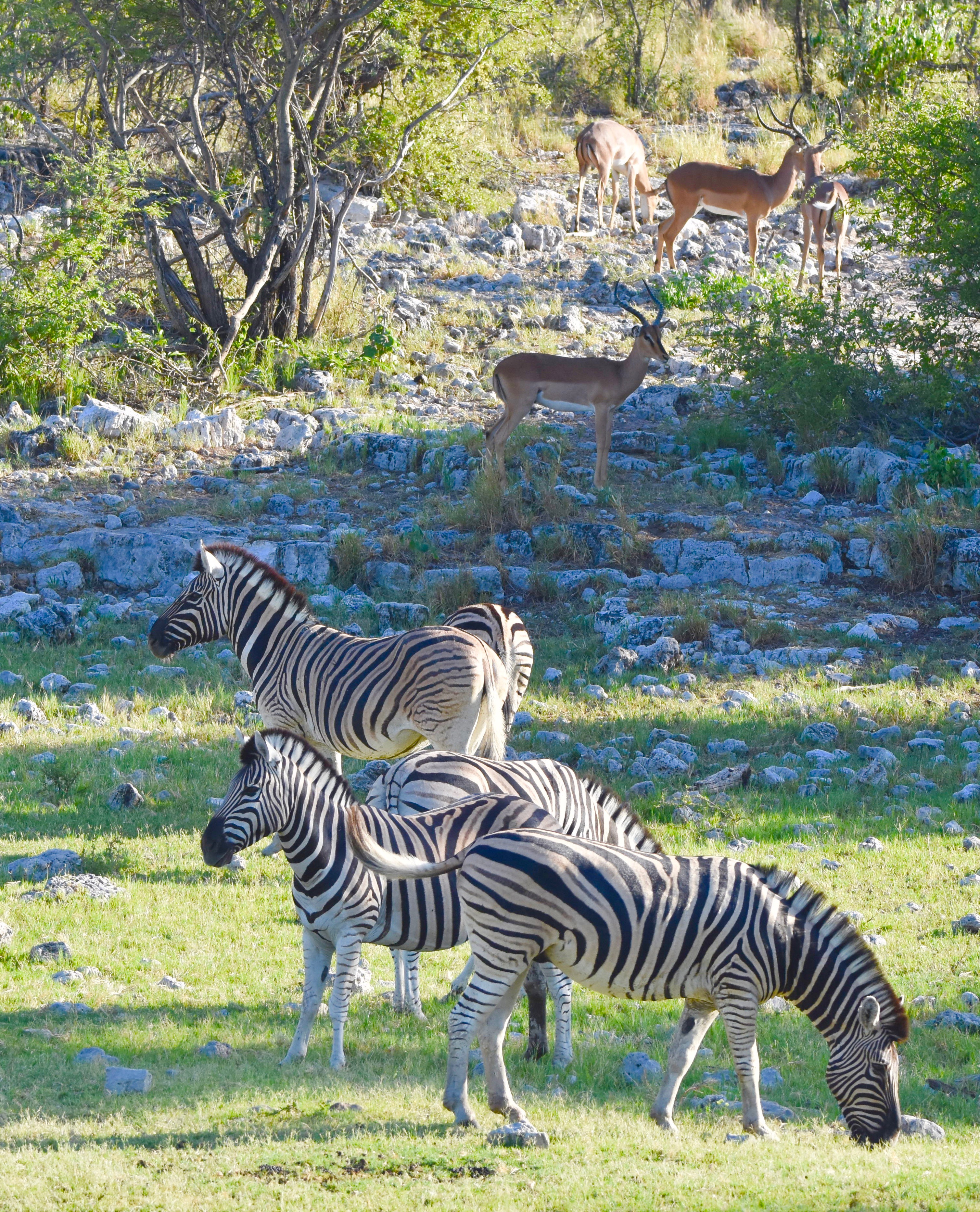 Zebras & Impalas, Etosha Water Holes