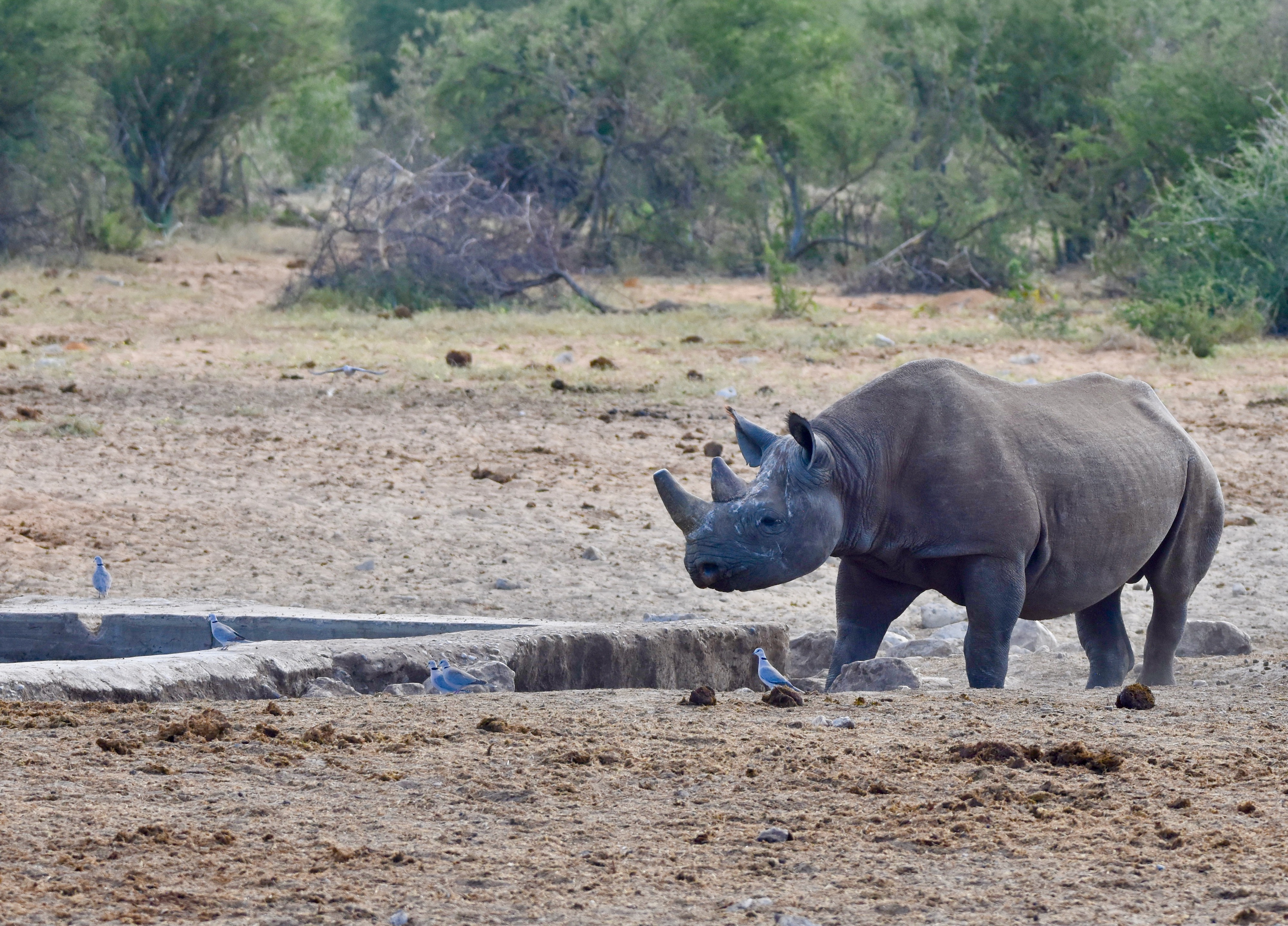 Black Rhino, Etosha Water Holes