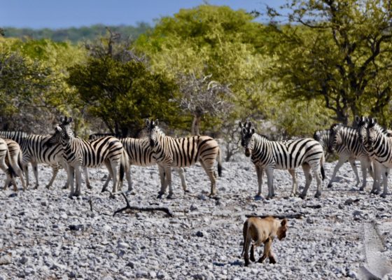 Lioness Bothering Zebra, Etosha