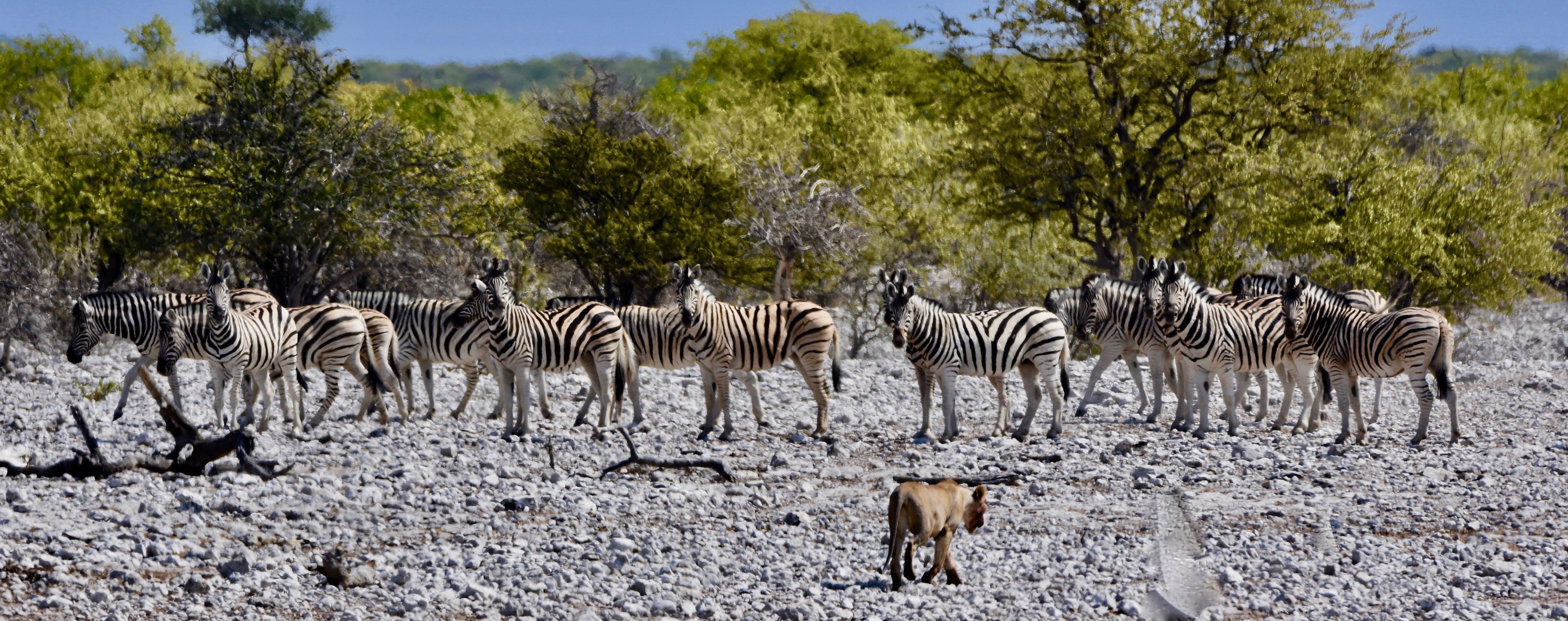 Lioness Bothering Zebra, Etosha