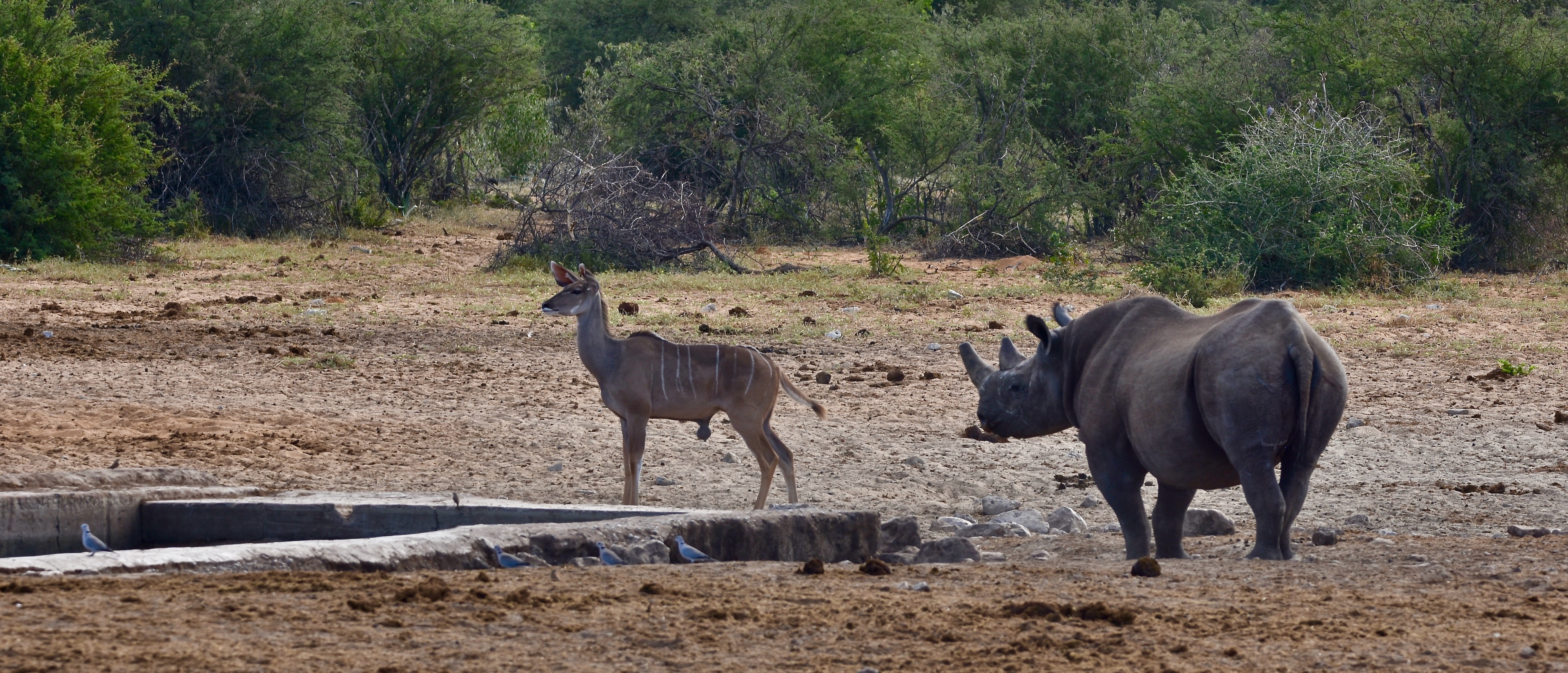 Rhino & Kudu, Etosha Water Holes