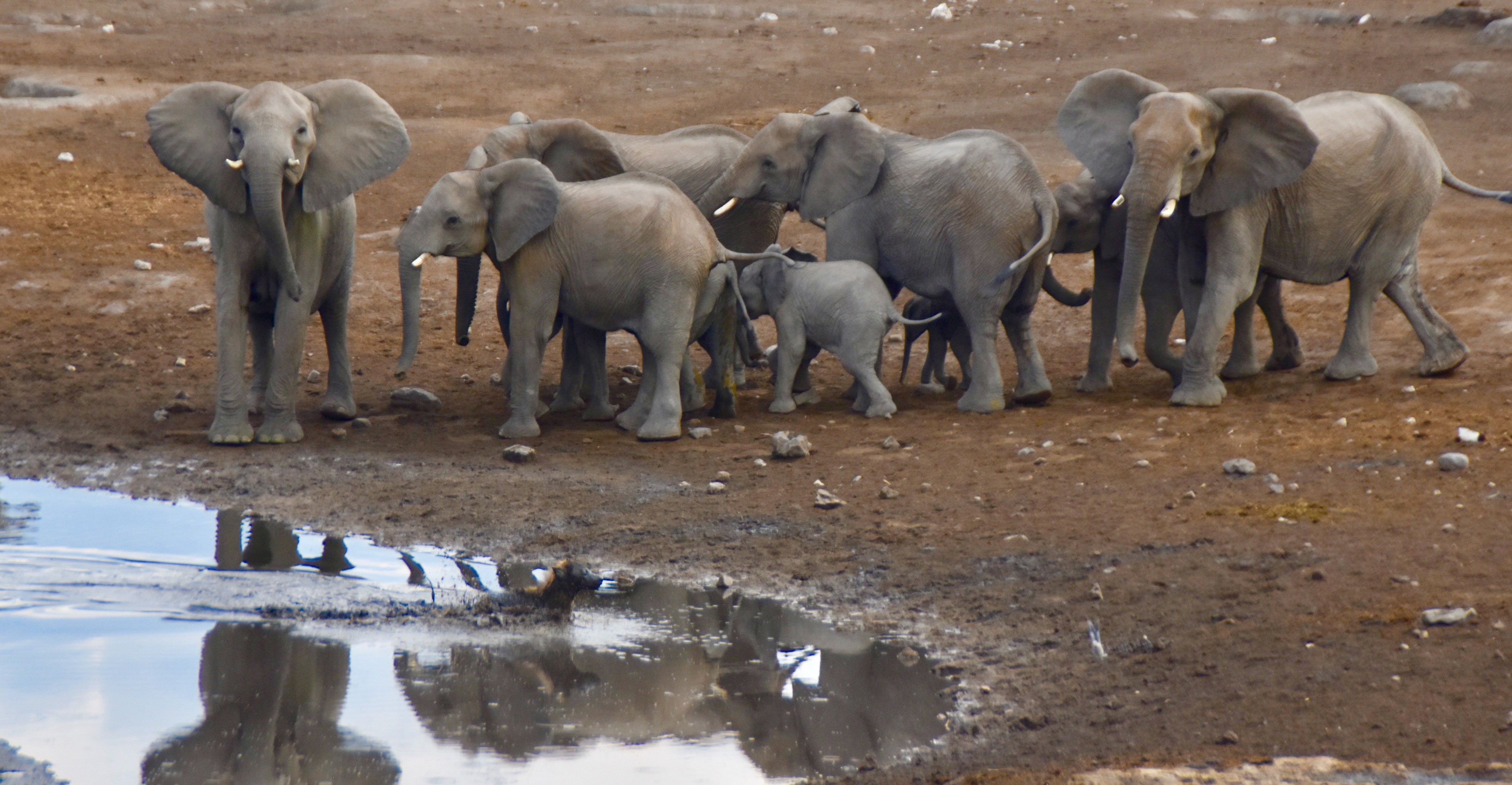 Water Holes of Etosha