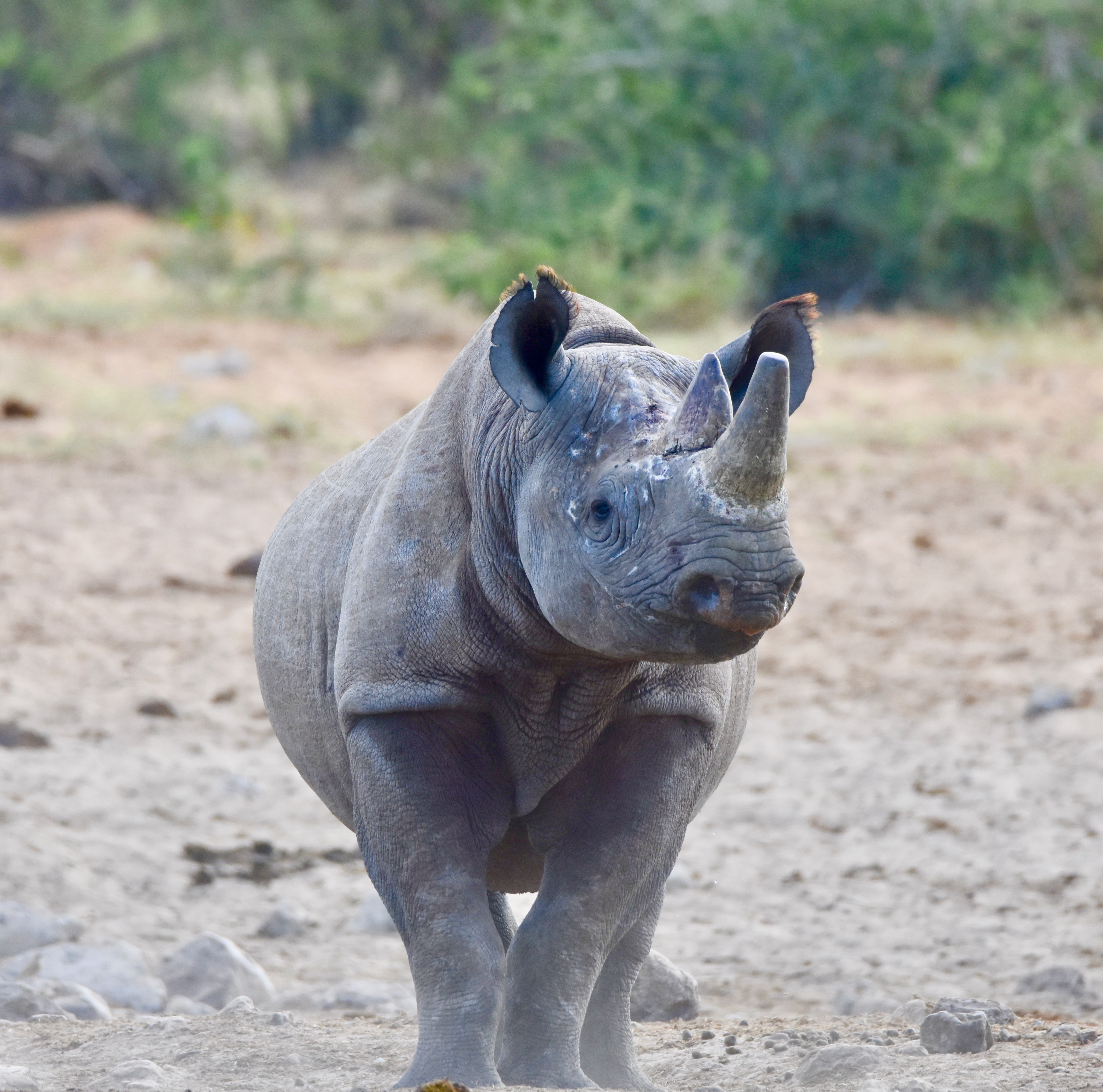 Black Rhino Portrait, Etosha Water Holes