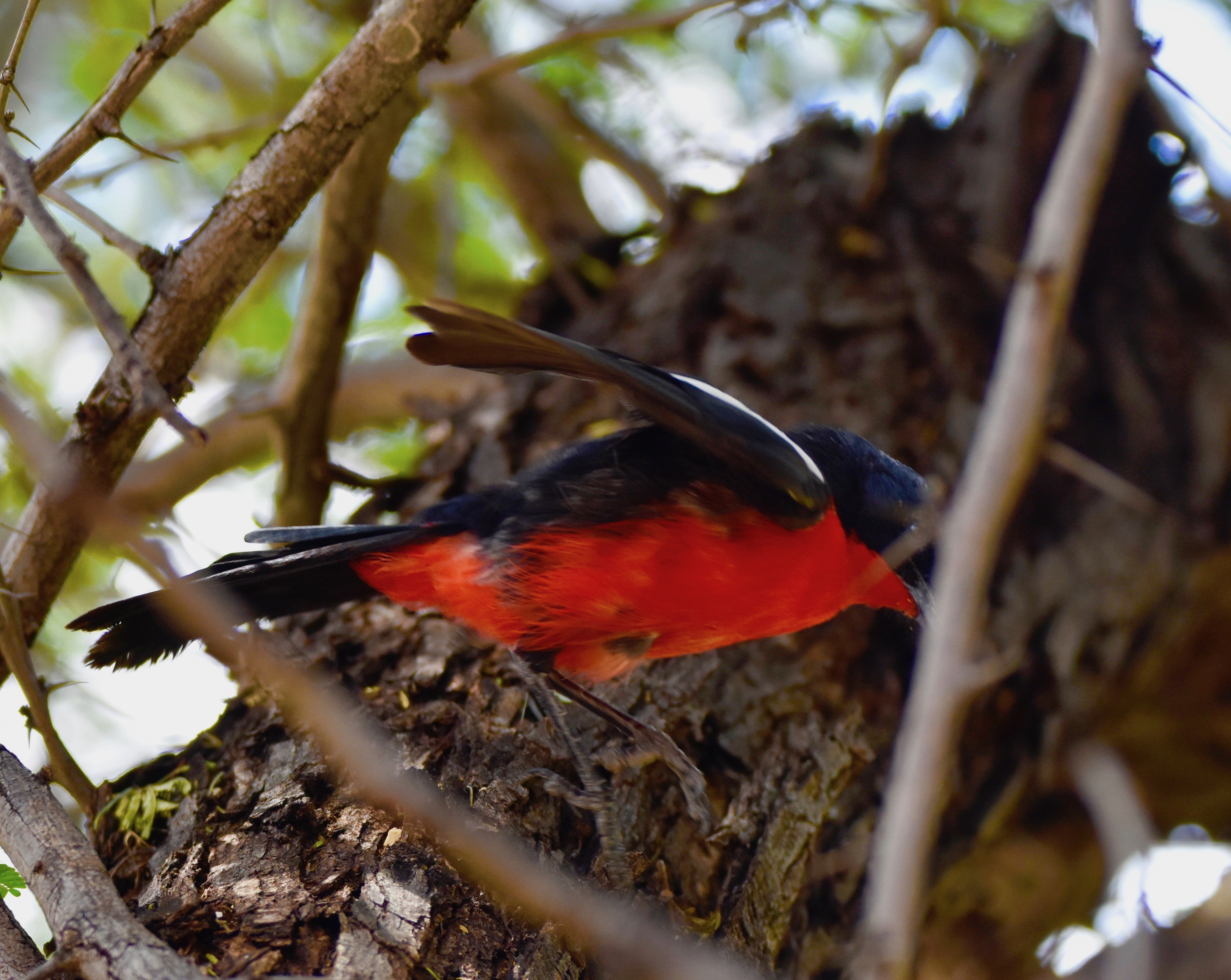 Crimson Breasted Shrike at Mushara Lodge