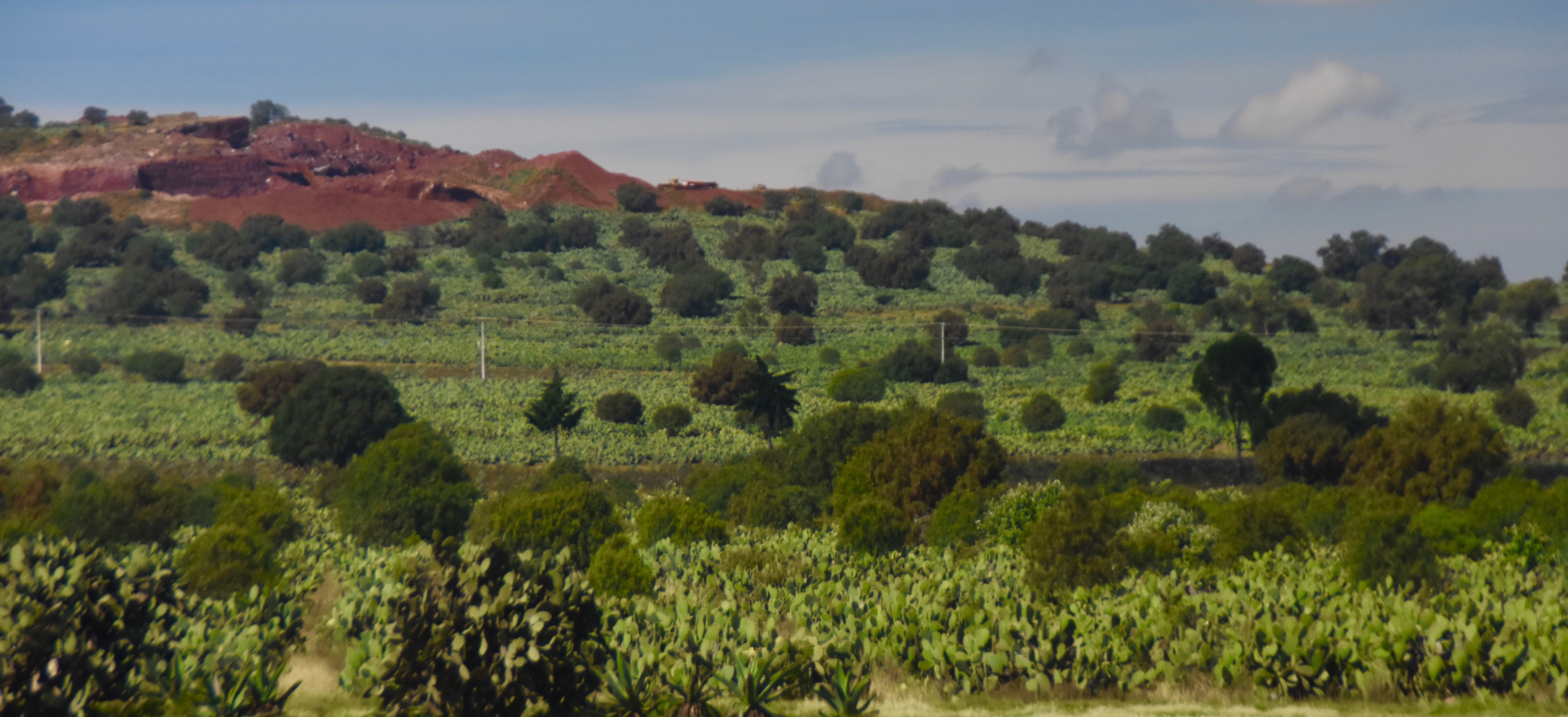 Cultivated Prickly Pears Outside Puebla