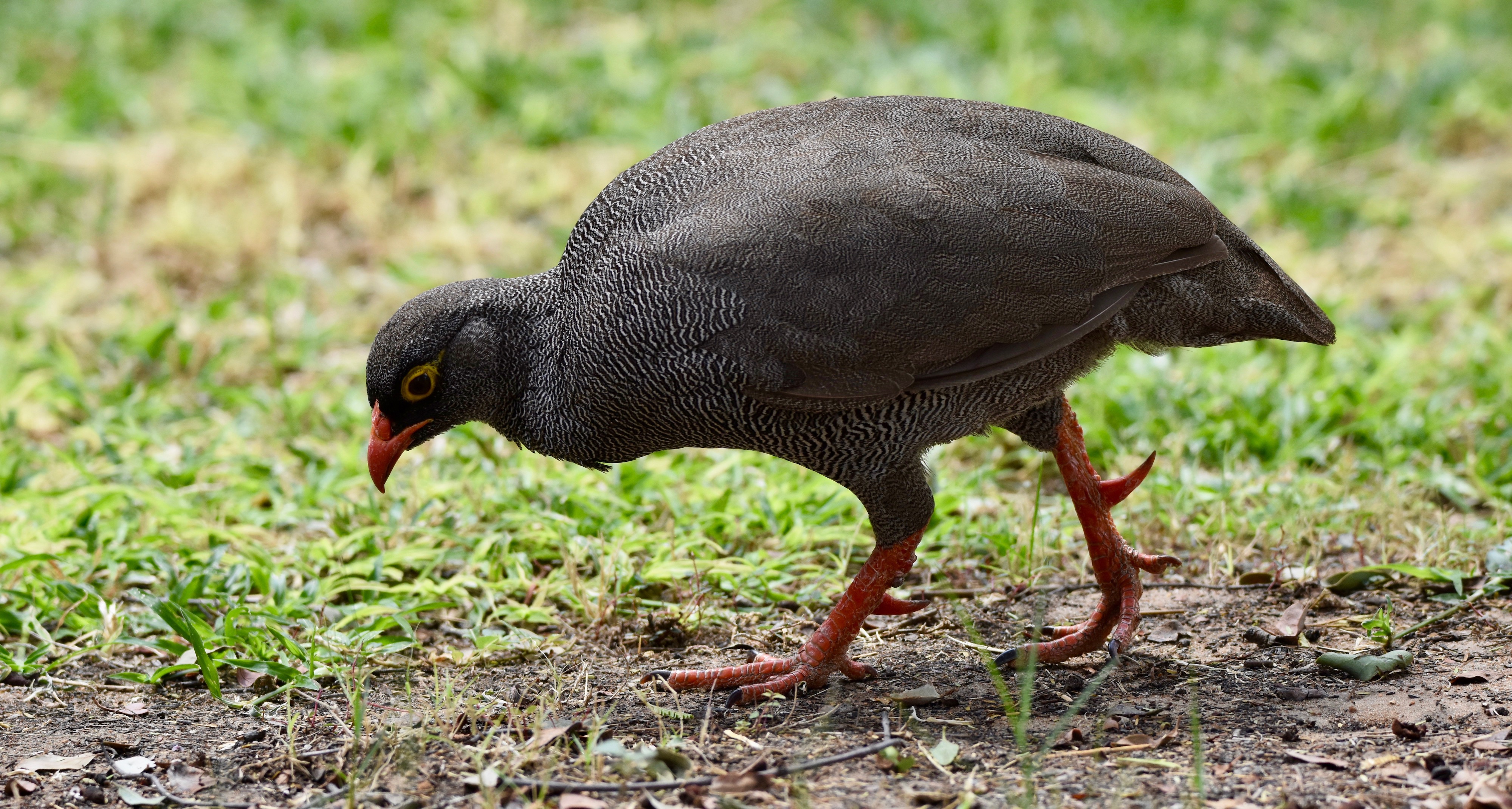 Spurfowl at Mushara Lodge