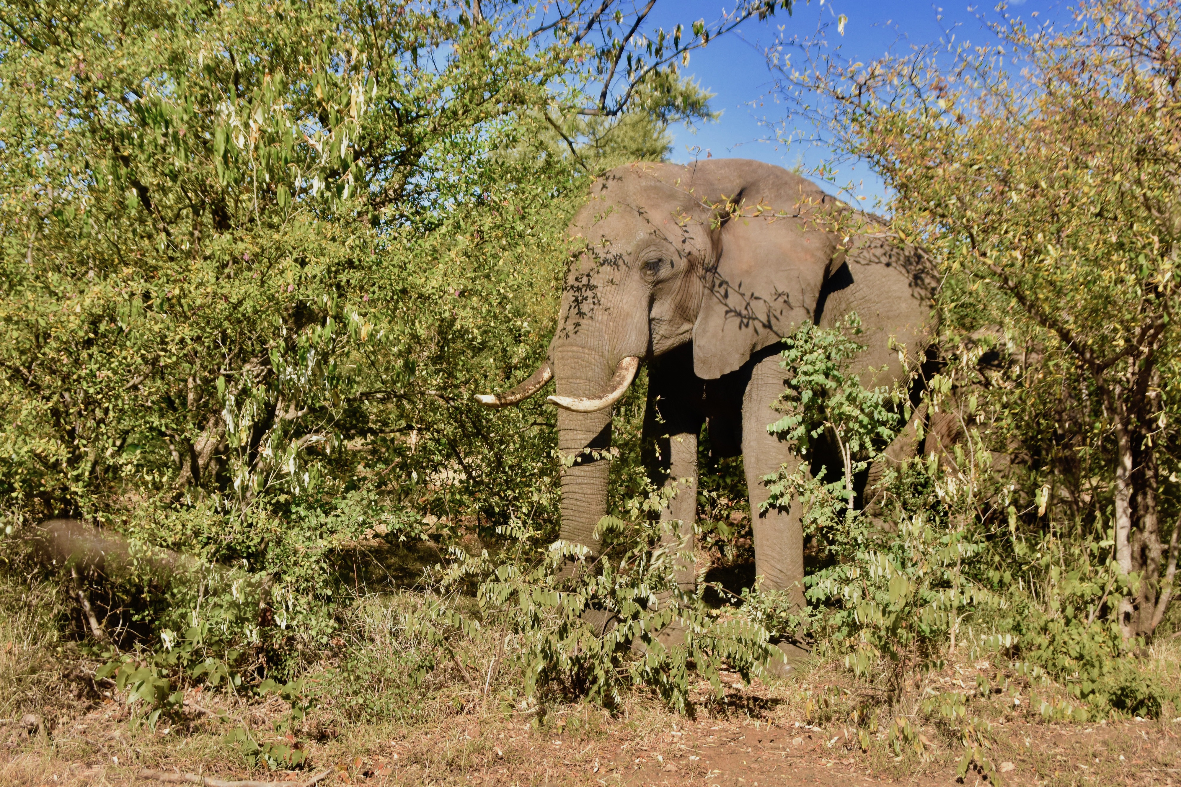 Victoria Falls Elephant