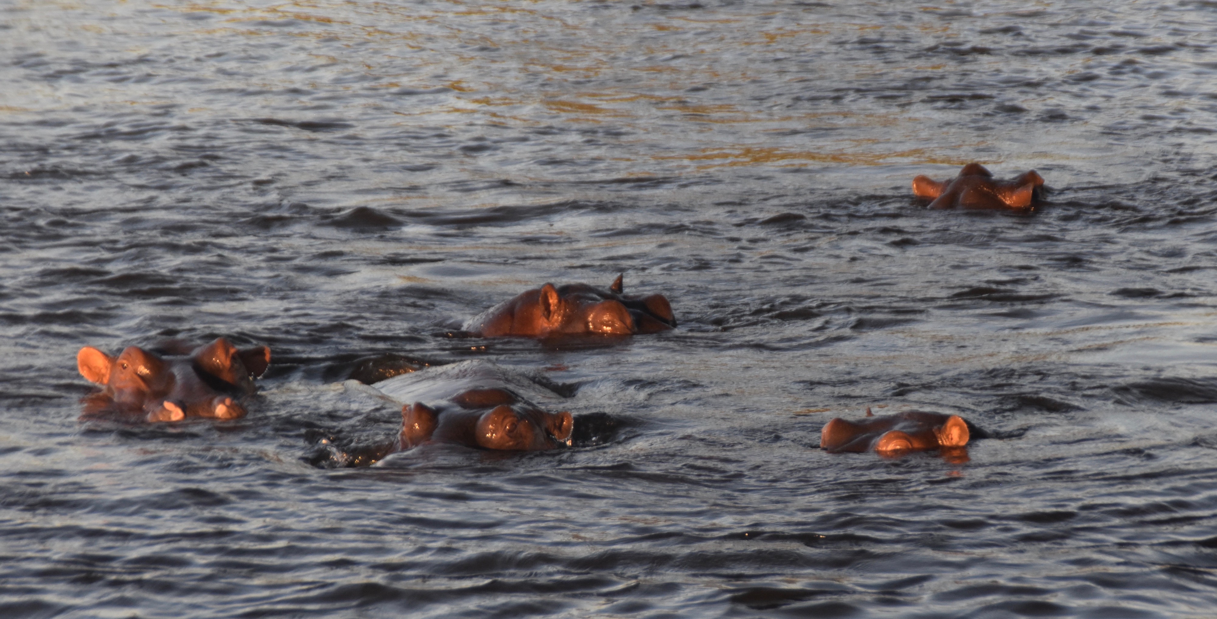 Zambezi Hippos