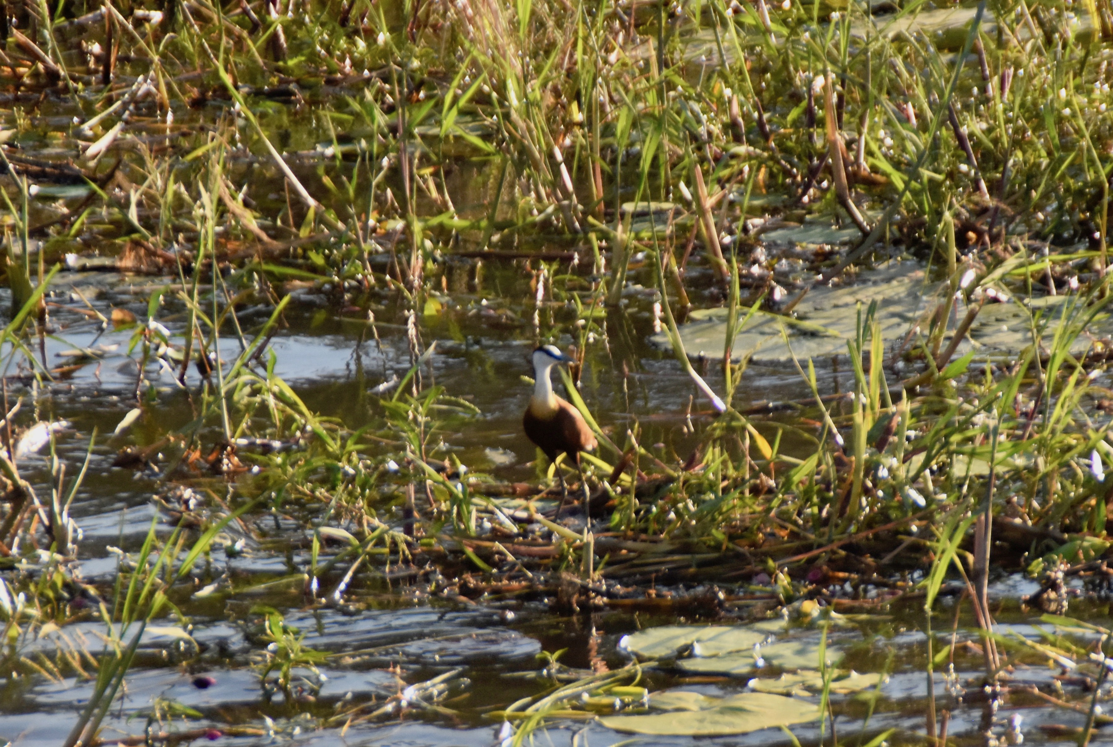 Zambezi River Jacana